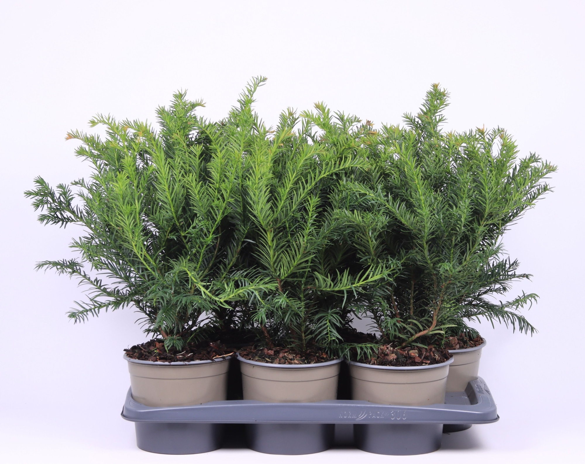 Taxus baccata 'Repandens', D 17