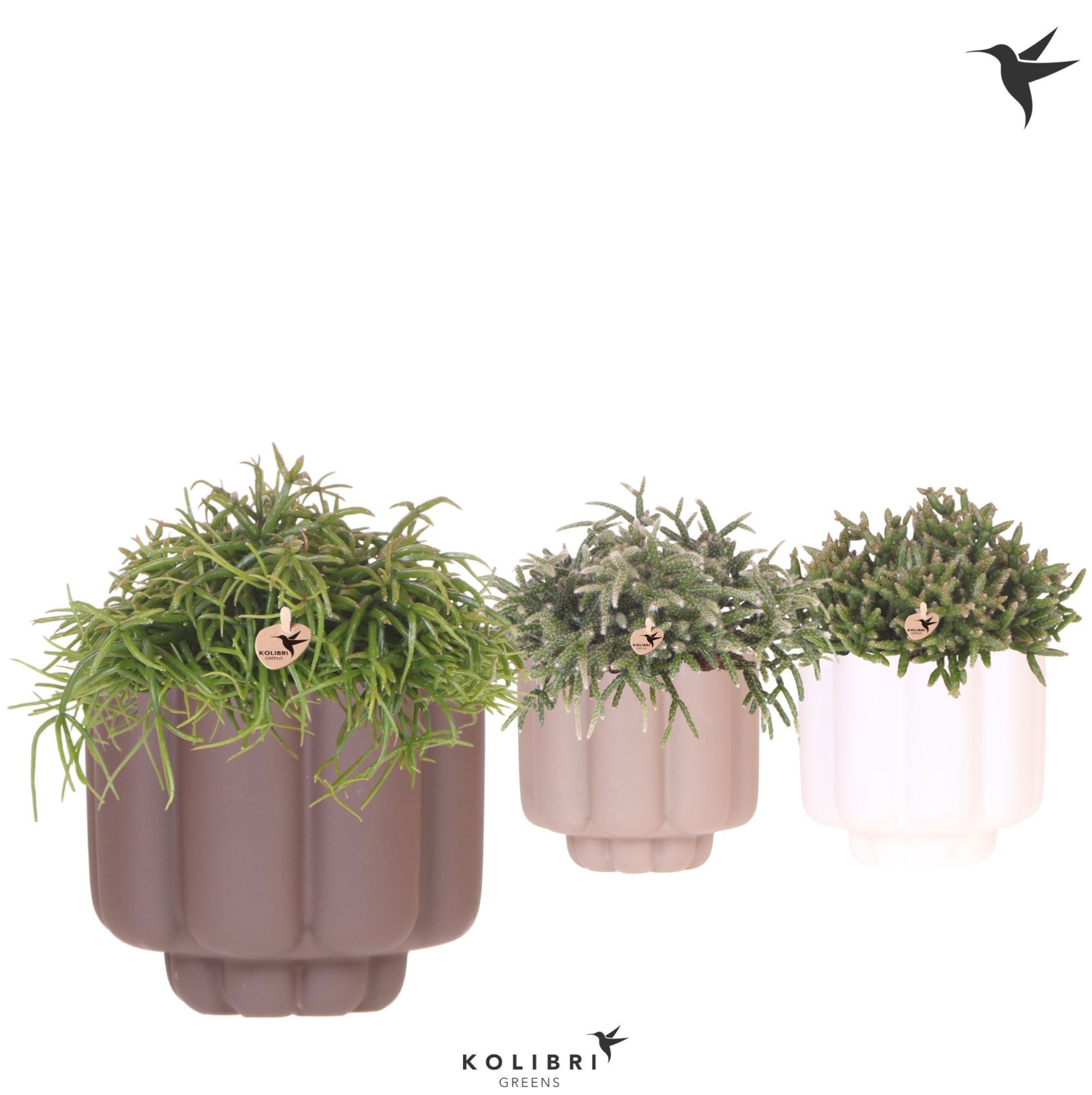 Kolibri Greens Rhipsalis mix in Retro pot sand mix, D 12