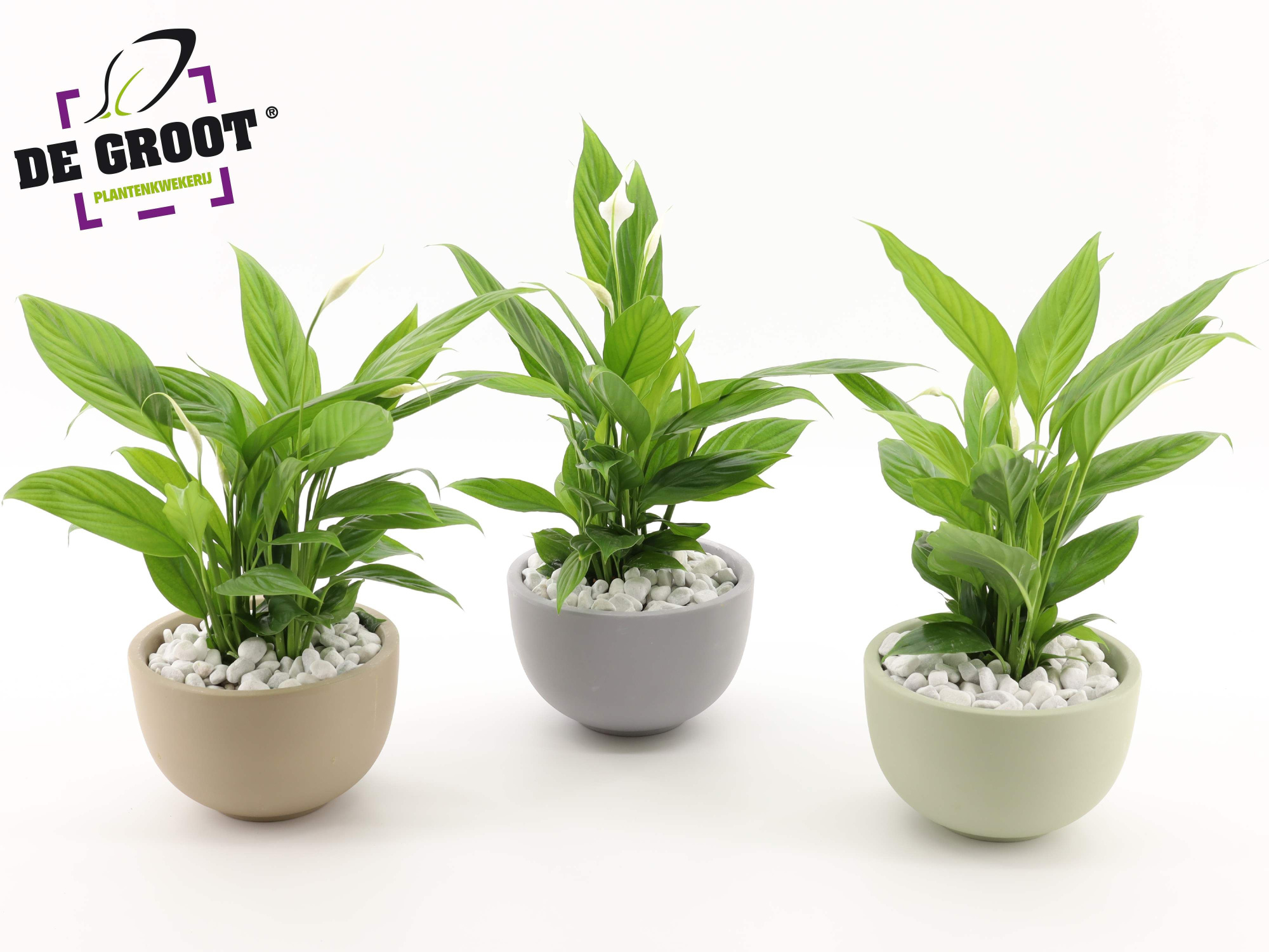 Arrangement Spathiphyllum in schaal, D 19