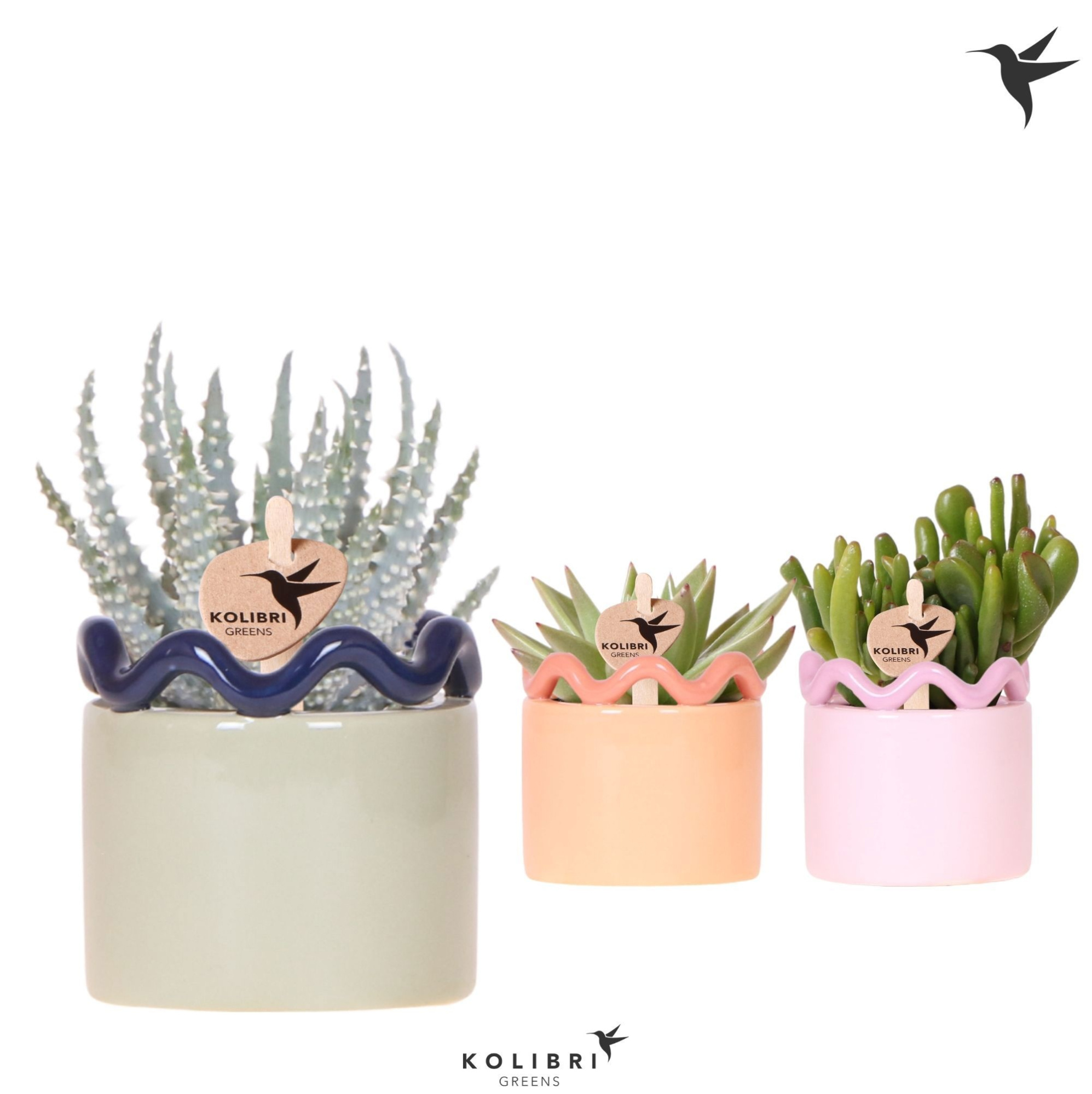 Kolibri Greens Succulenten mix in Funky pot mix, D 6