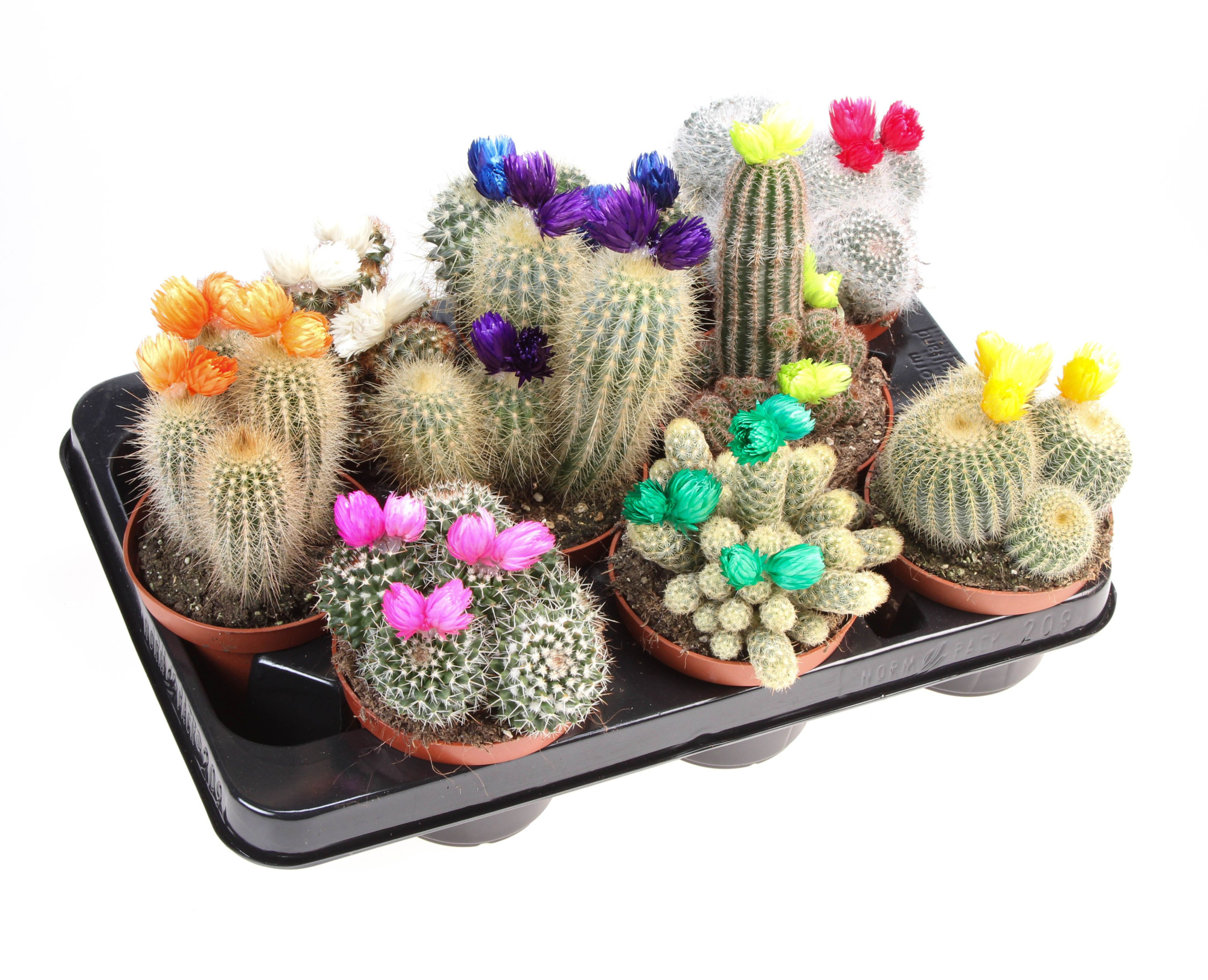 Cactus decoratie strobloem mix, D 10,5