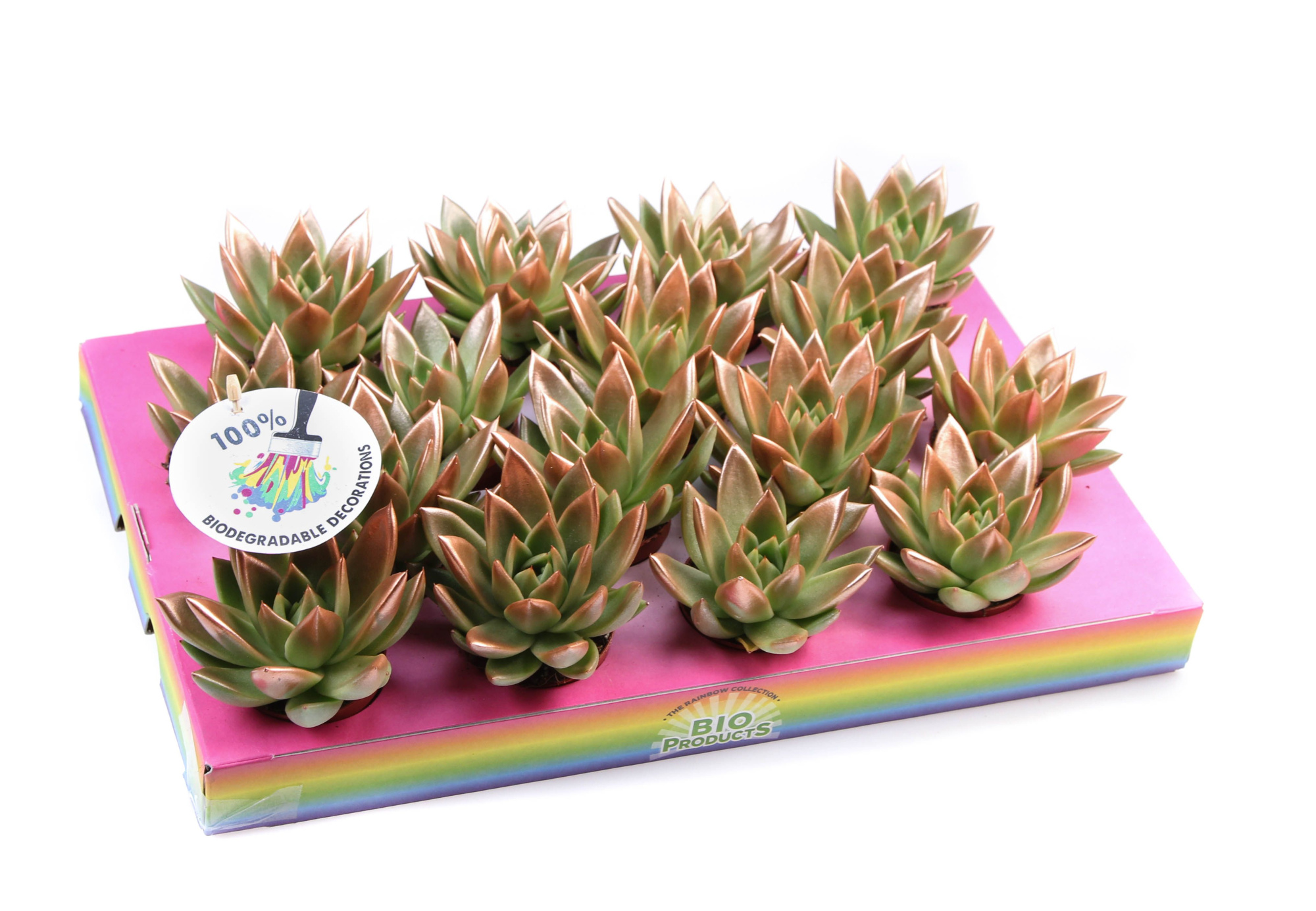 Miranda bronze tips, D 6