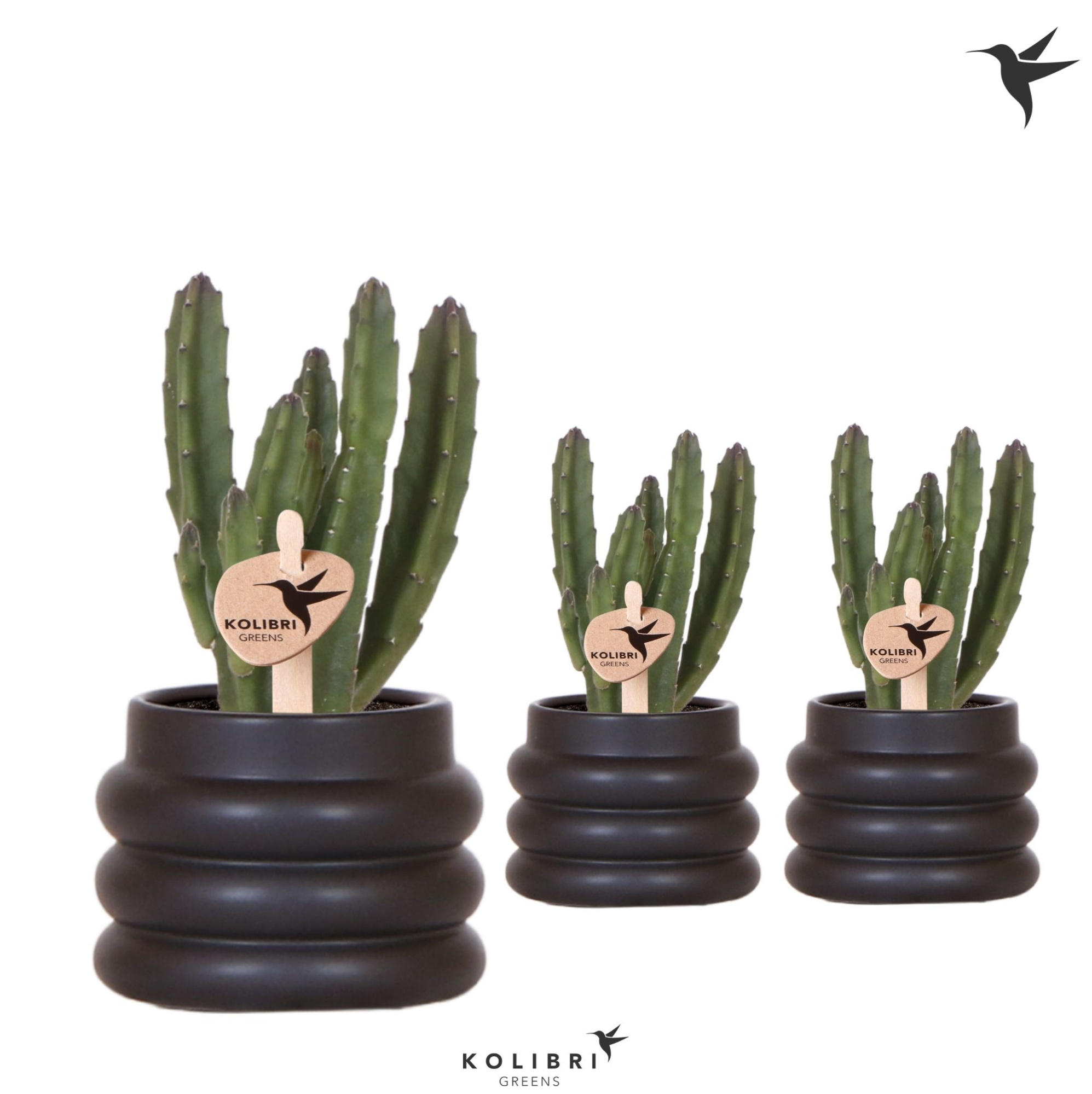 Kolibri Greens Stapelia Leendertziae in Bubble pot black, D 6