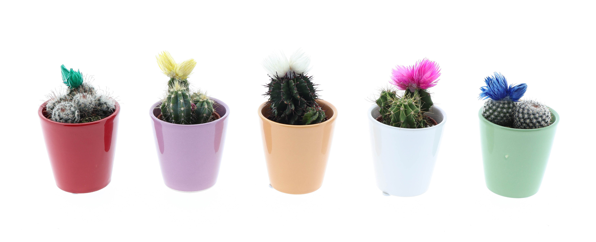 Kleurpot cactus strobloem mix, D 5,5