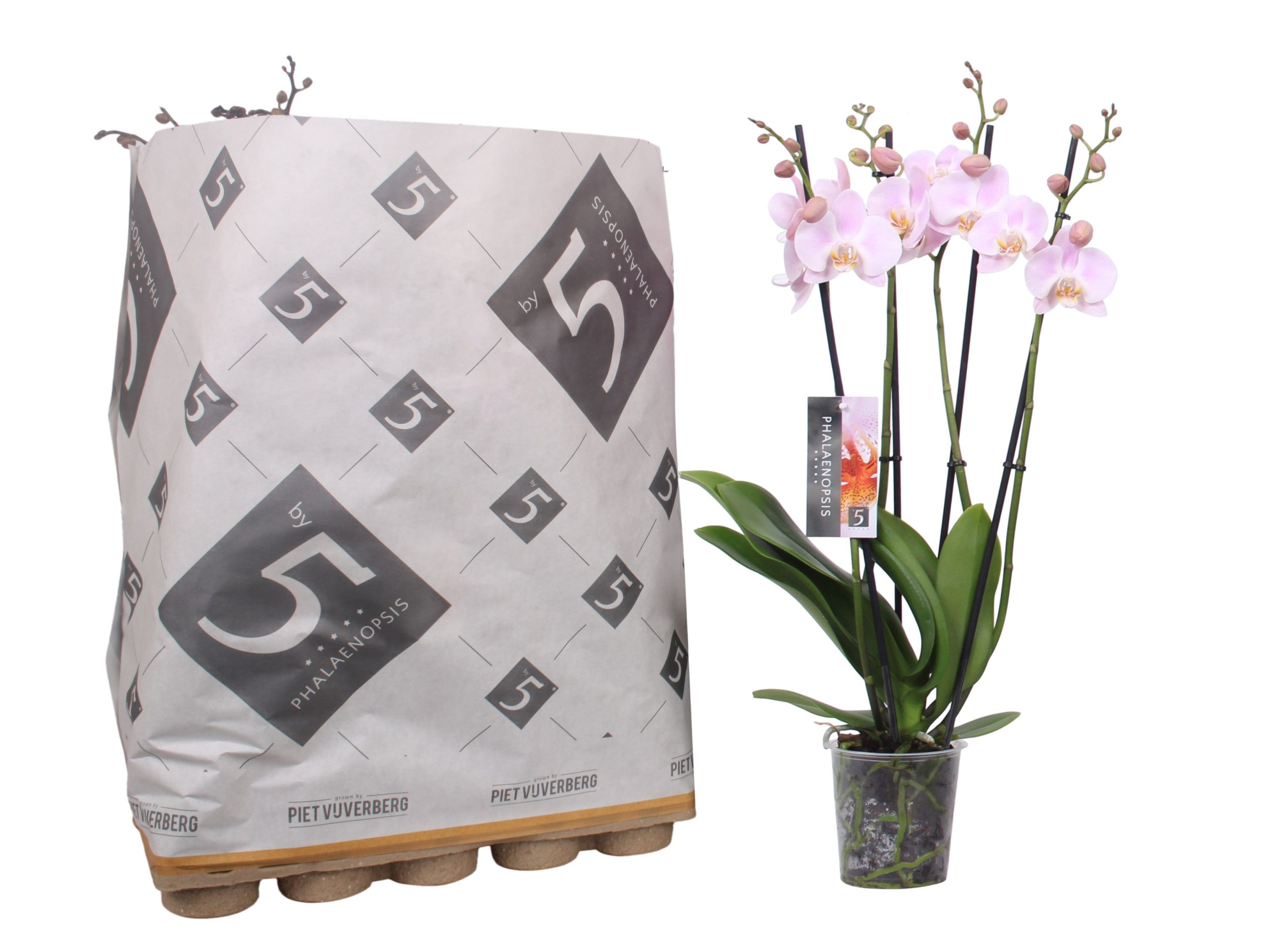 Phalaenopsis 4-spike 25+ mix in Pulp tray, D 12