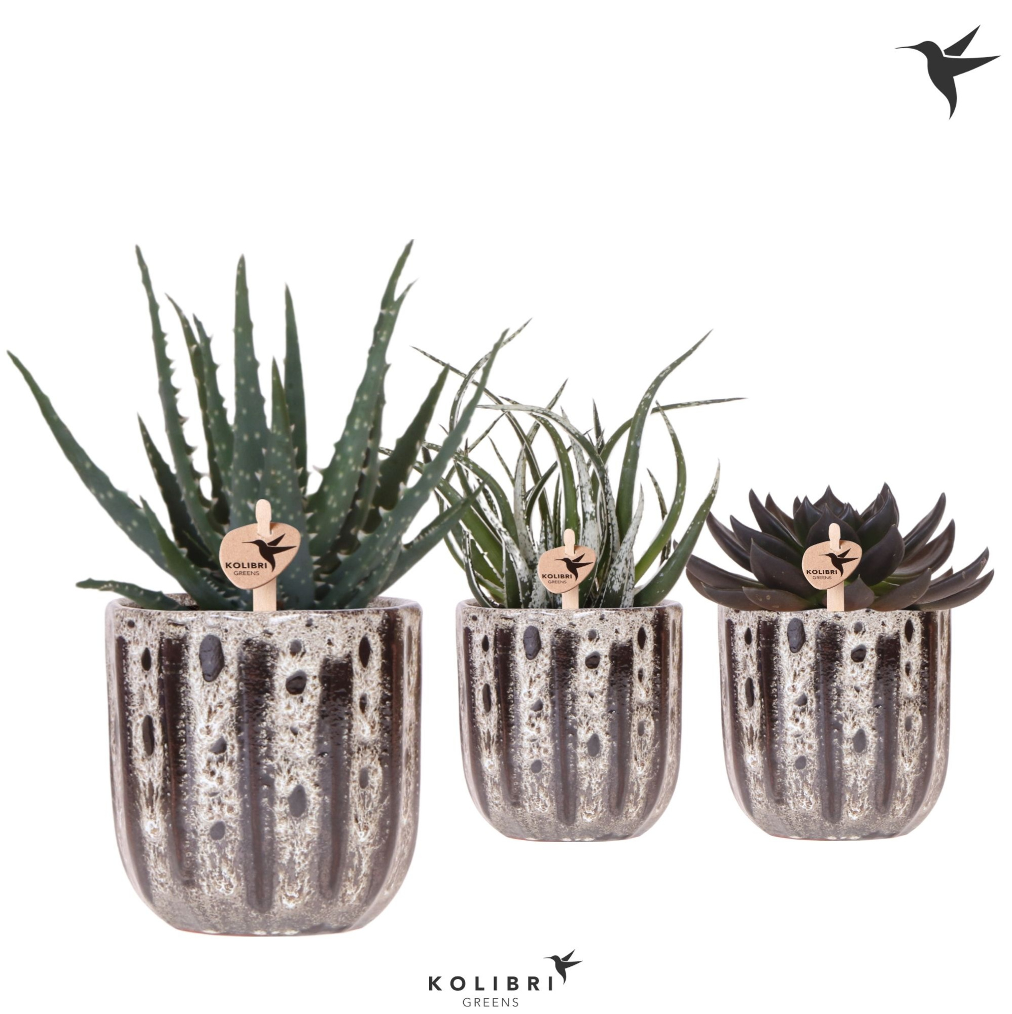 Kolibri Greens Succulenten mix in Soul pot, D 9