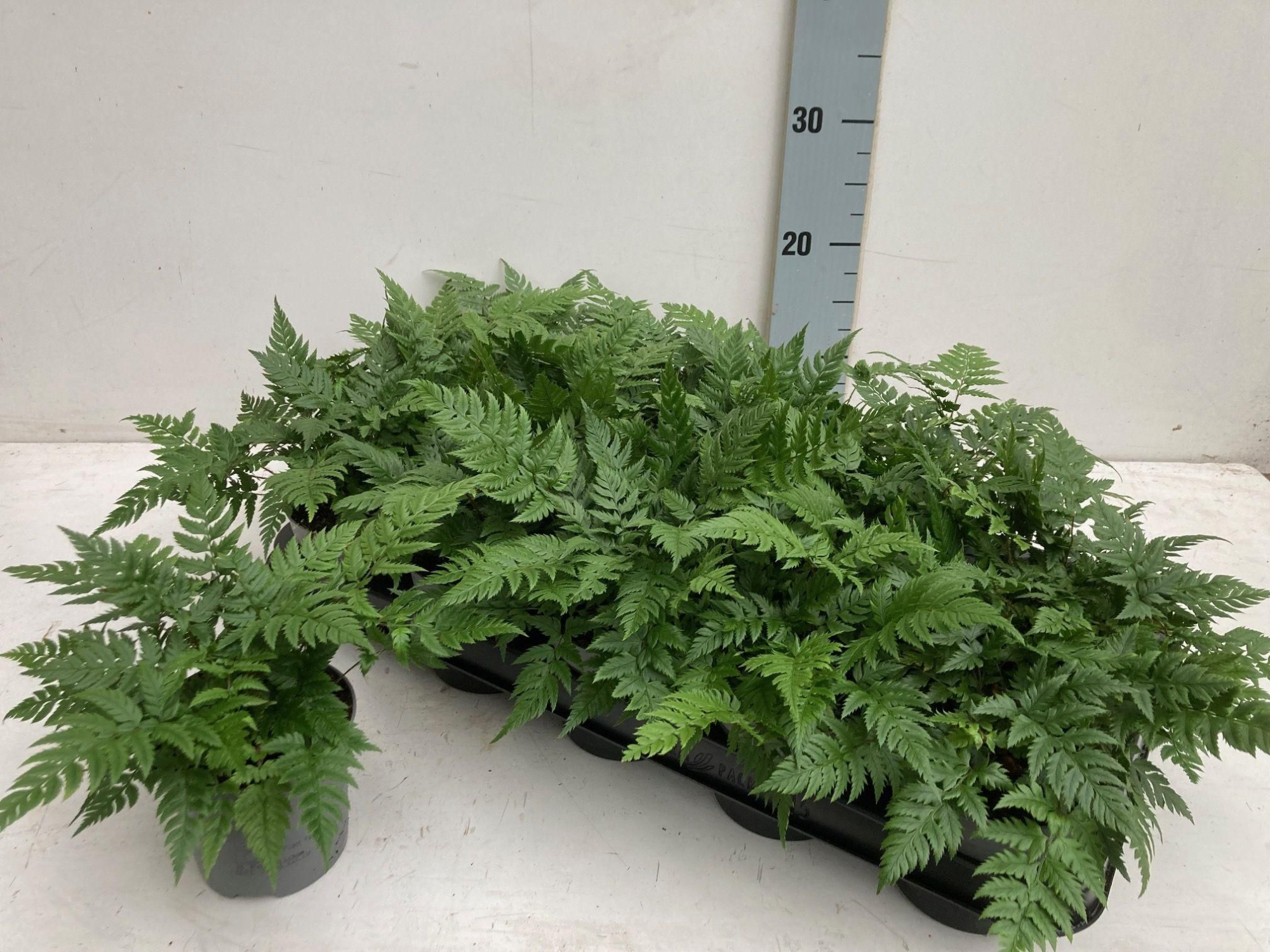 Polystichum tsussimense buitenvaren, D 10,5