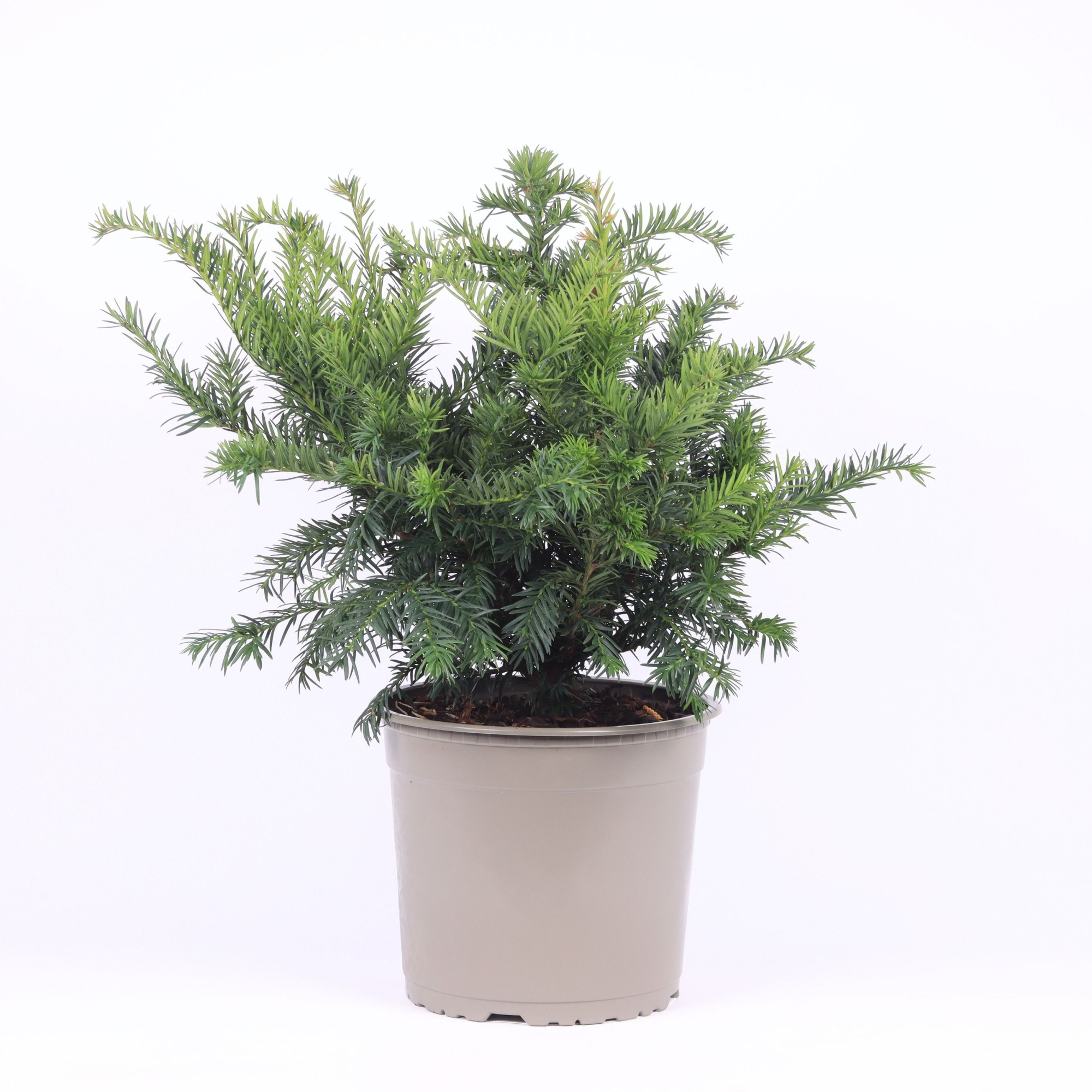 Taxus baccata 'Repandens', D 23