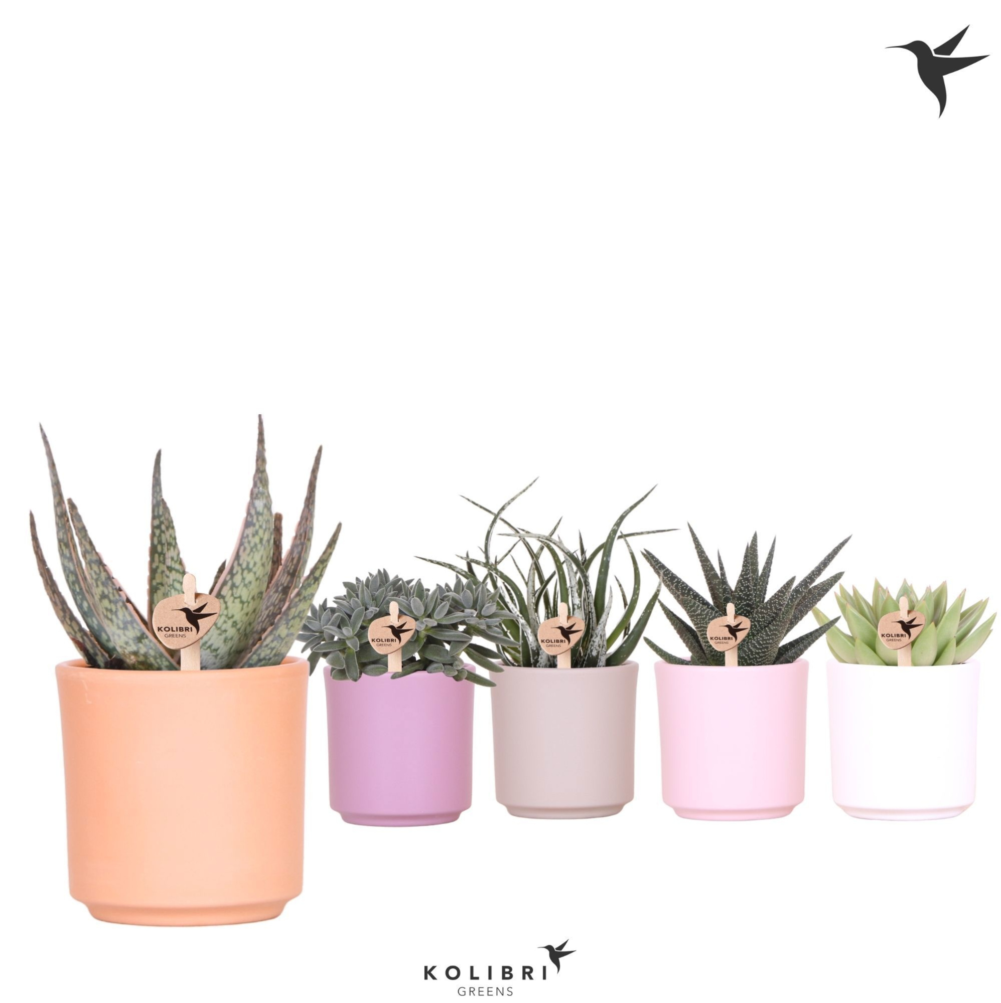 Kolibri Greens Succulenten mix in Simplicity pot mix, D 9