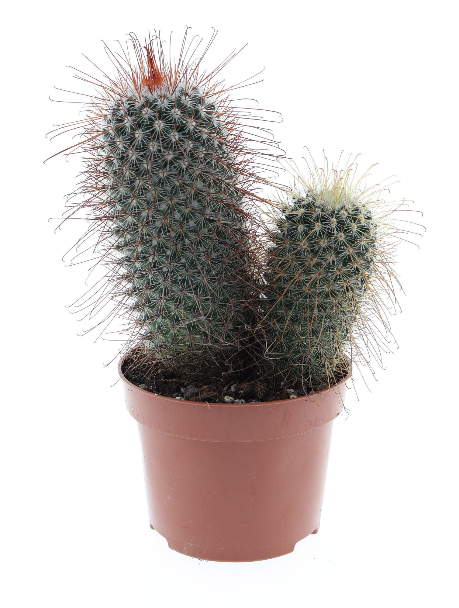 Mammillaria pringley dubbel, D 12