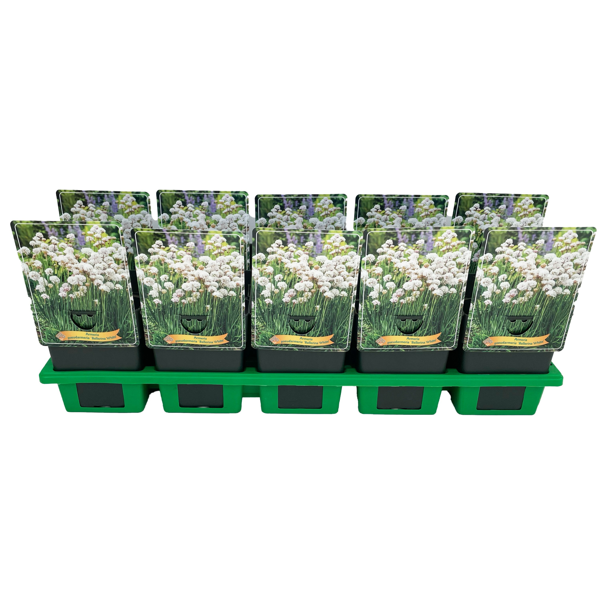 Armeria pseudarmeria 'Ballerina White' P11, D 11