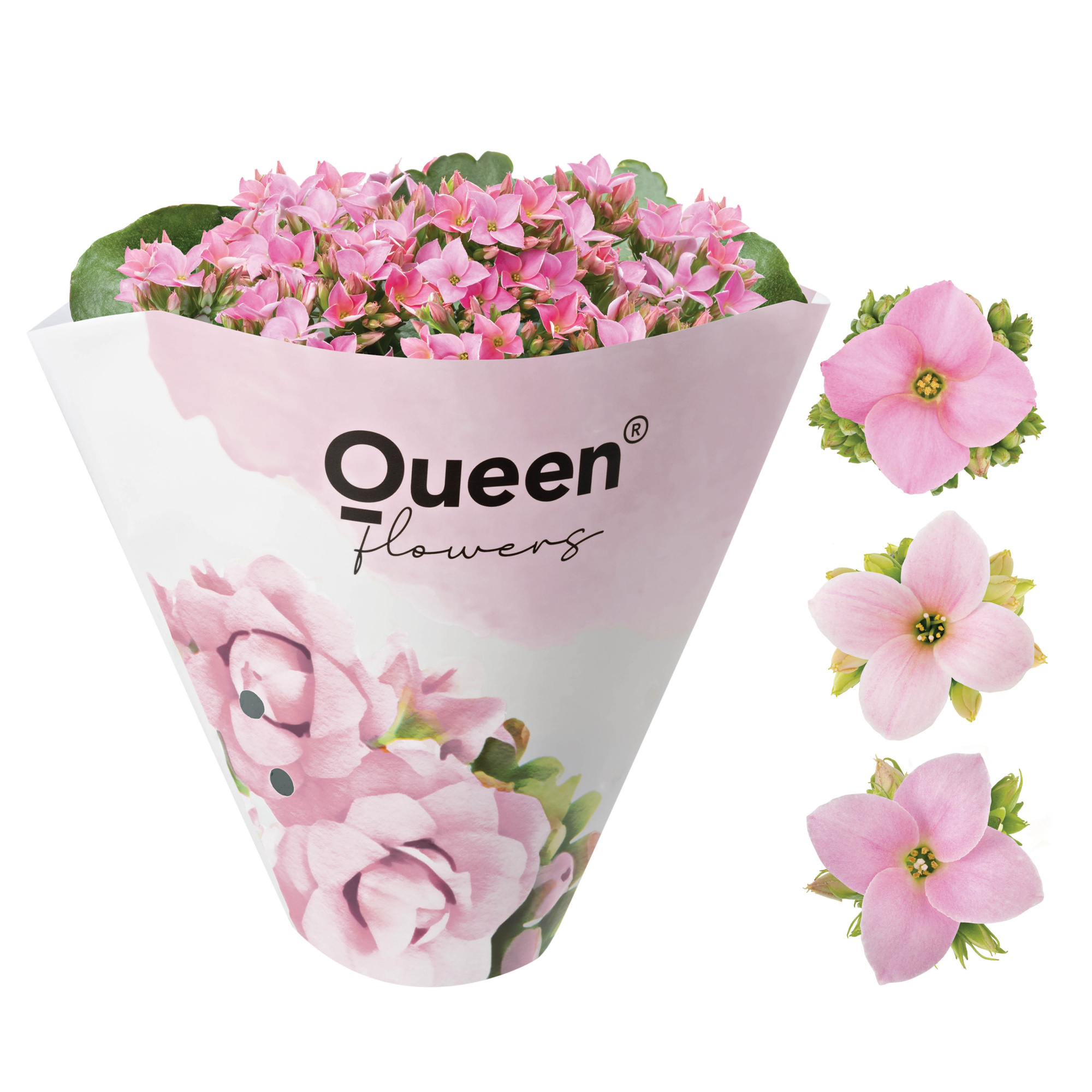 KALANCHOE ARTS-HYBRID 'ROSA ORIGINAL', D 11