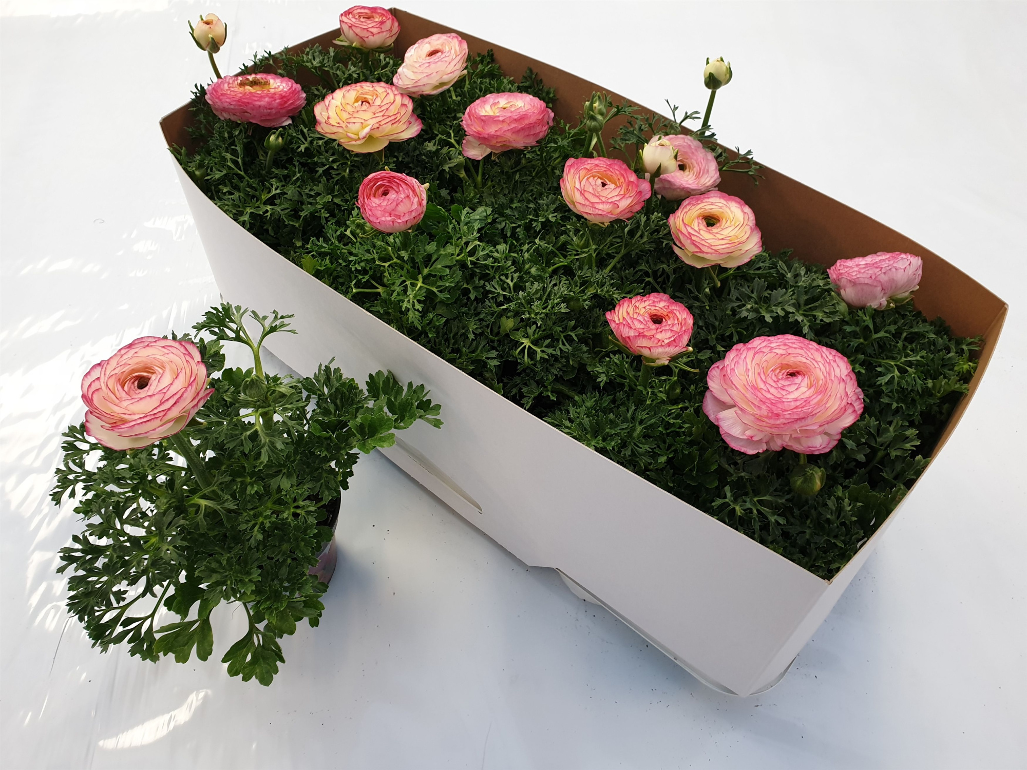 Ranonkel Bicolor licht roze, D 10,5