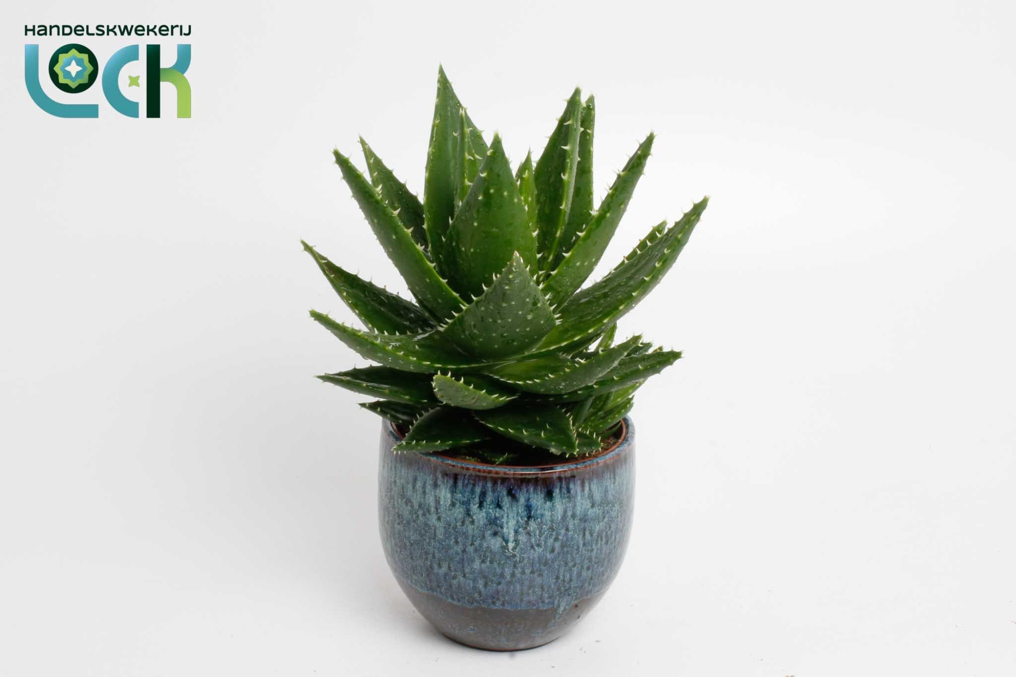 Aloë Mitriformis in donkerblauwe Luuk pot, D 14