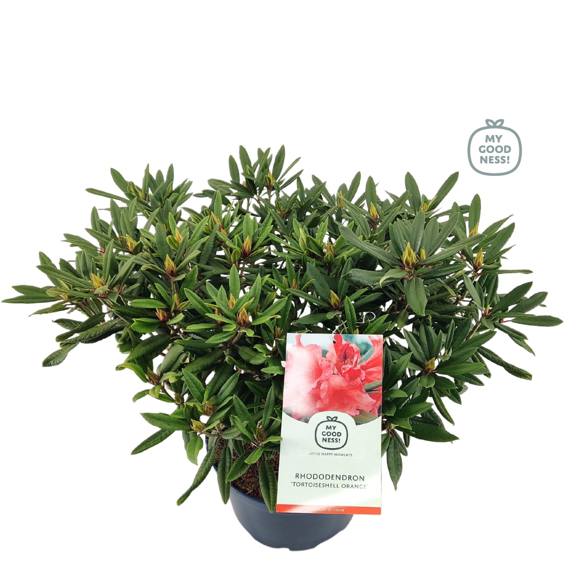 Rhododendron 100cm /25 liter 'Tortoiseshell Orange', D 38