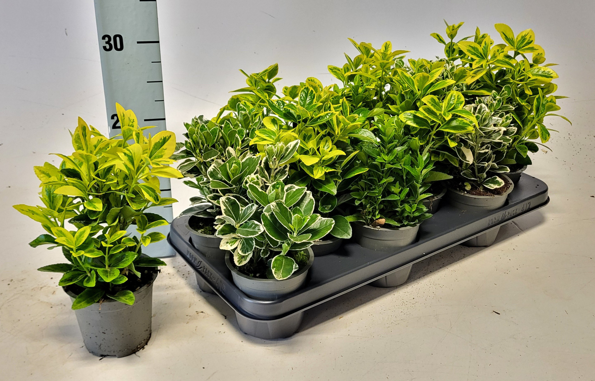 Euonymus jap. mix in tray 10.5 cm, D 10,5