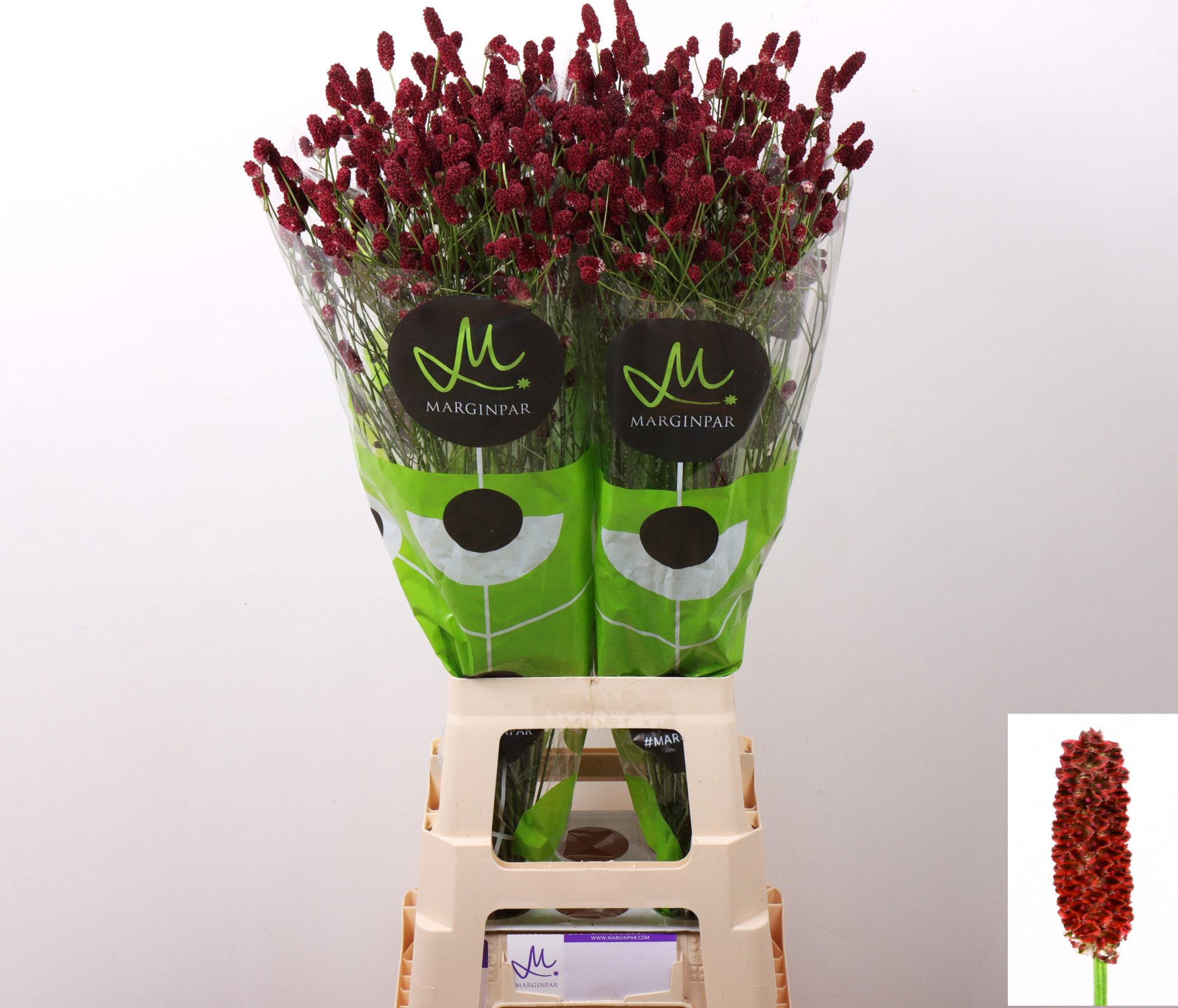 Сангисорба Оффициналис Рэд Дрим 80 (бордо), шт.