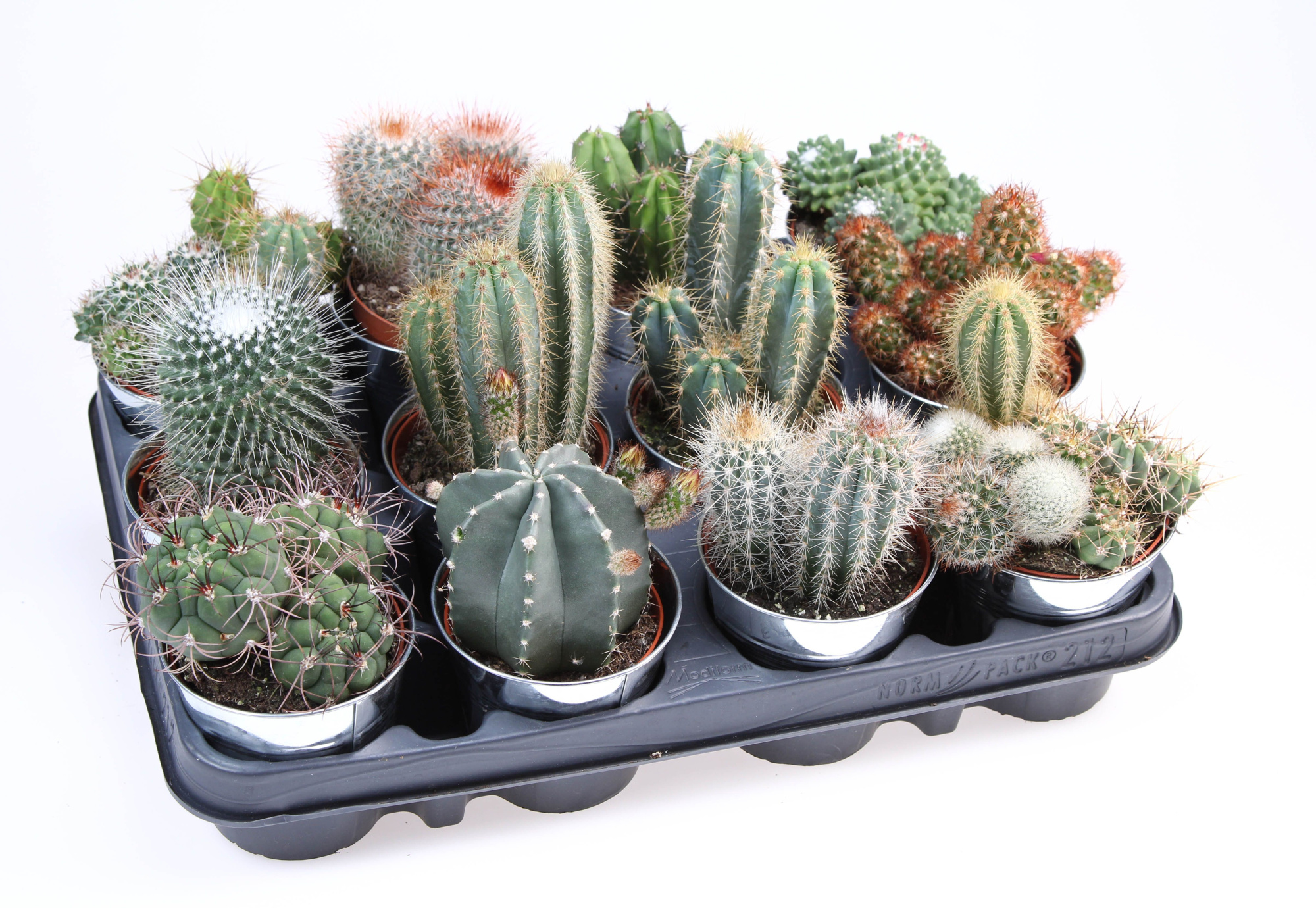 Cactus zinkpot, D 10
