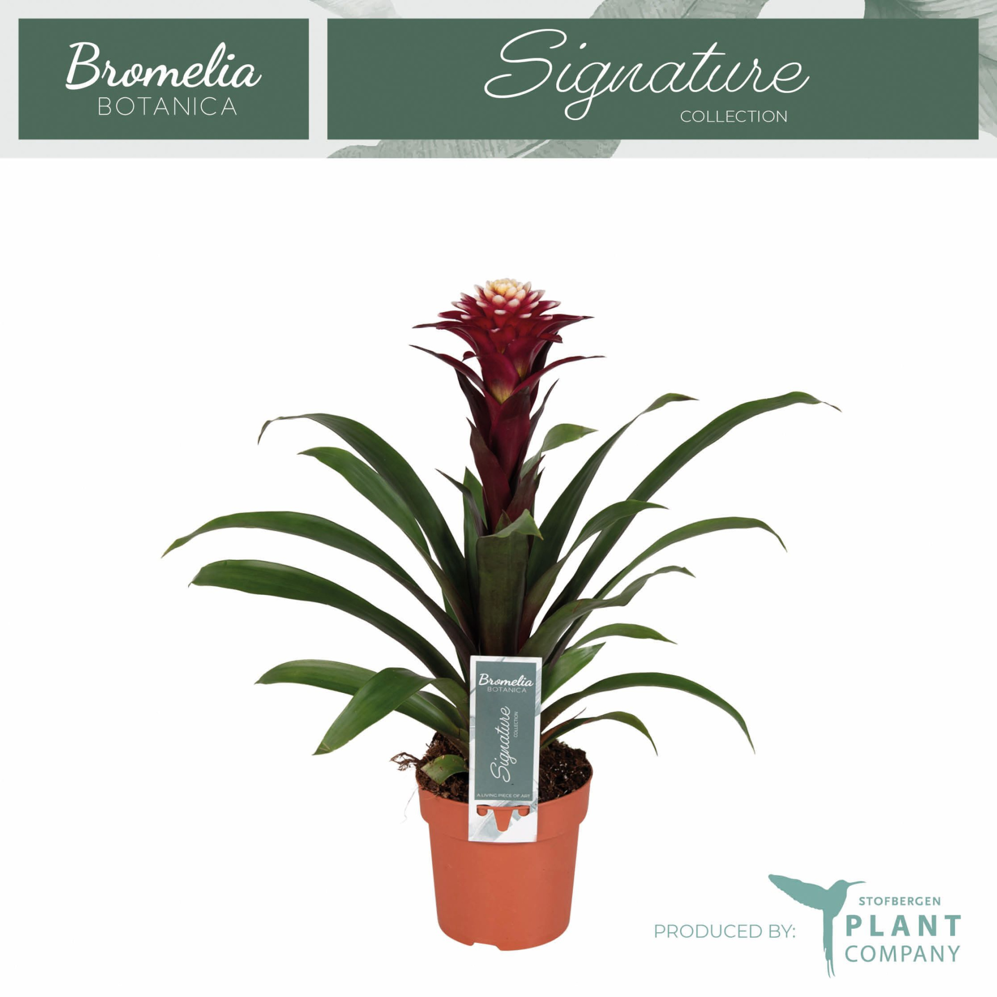 Guzmania Fransesca, D 12