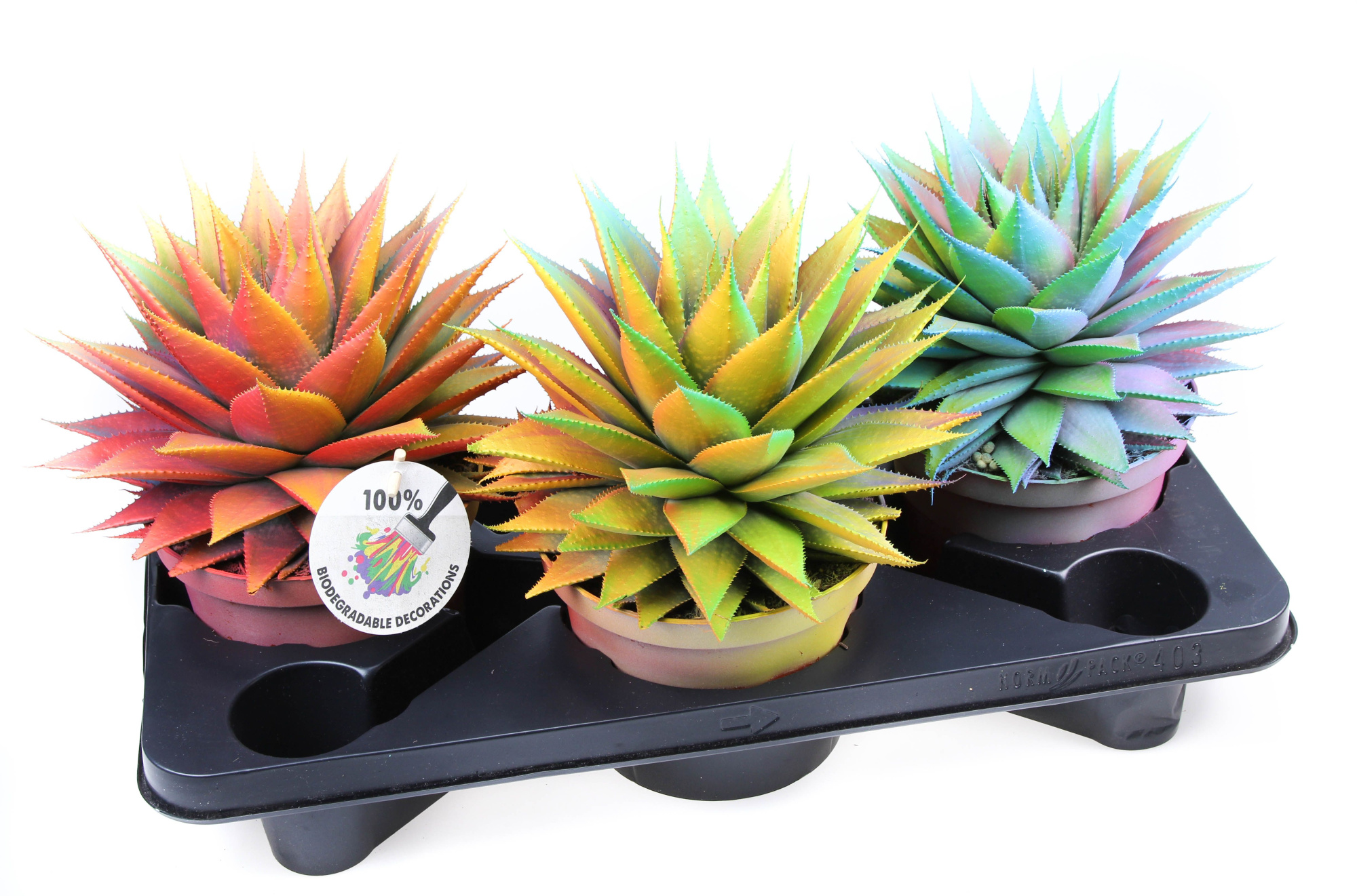 Aloe Chameleon special, D 17