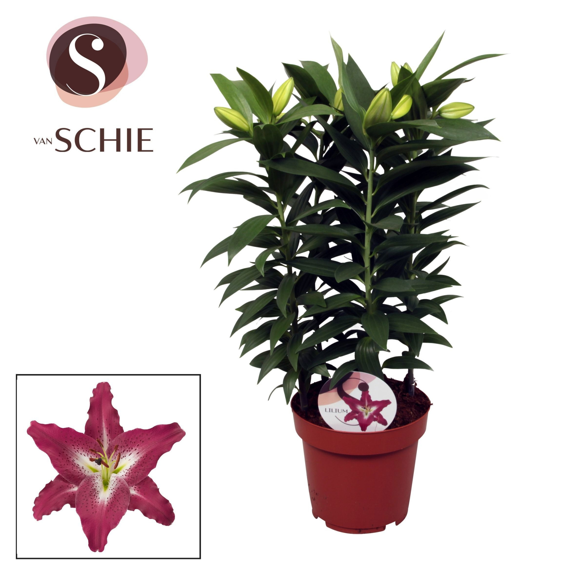 Lilium Or Entertainer 19cm, D 19