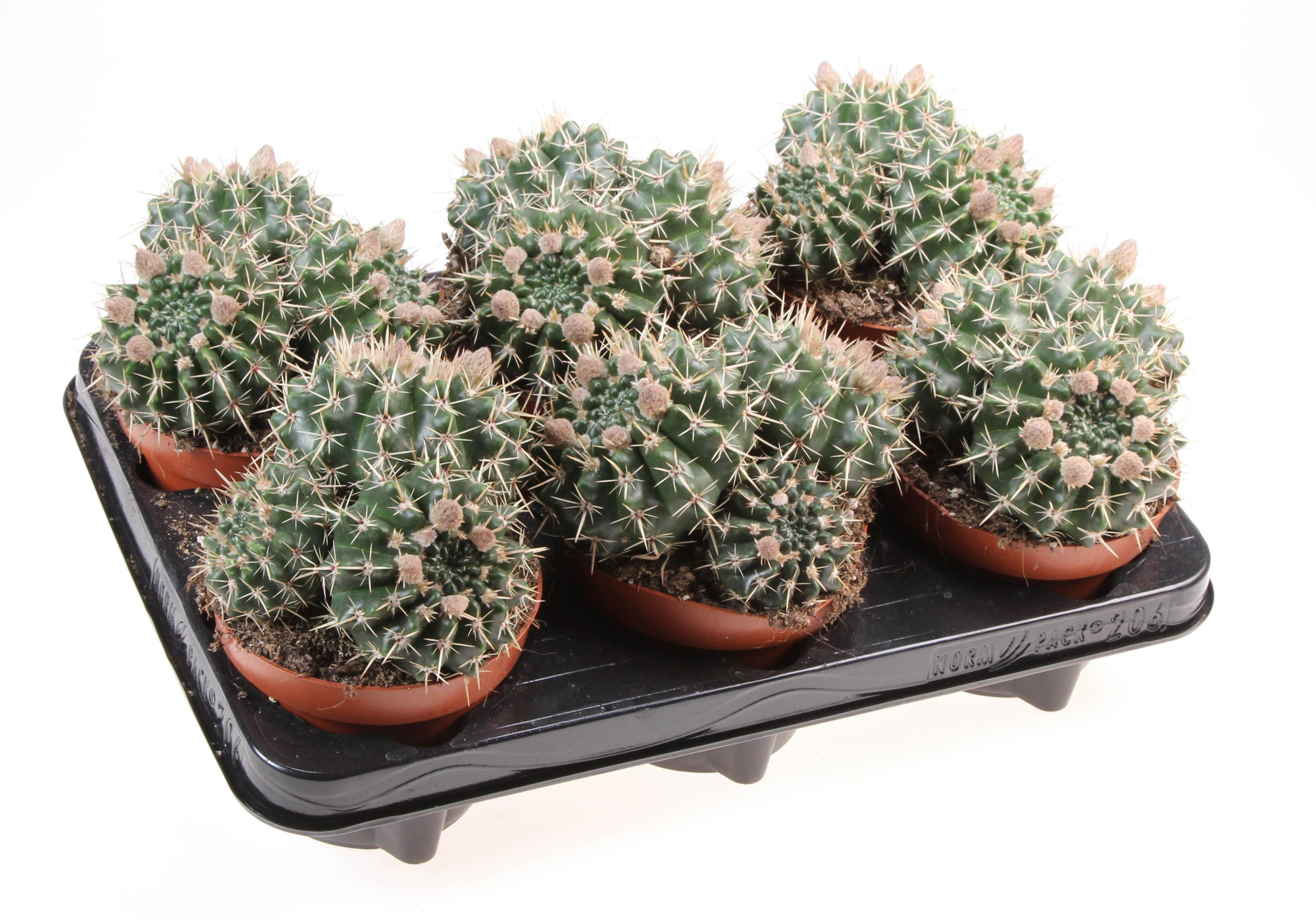 Notocactus mammulosus, D 12