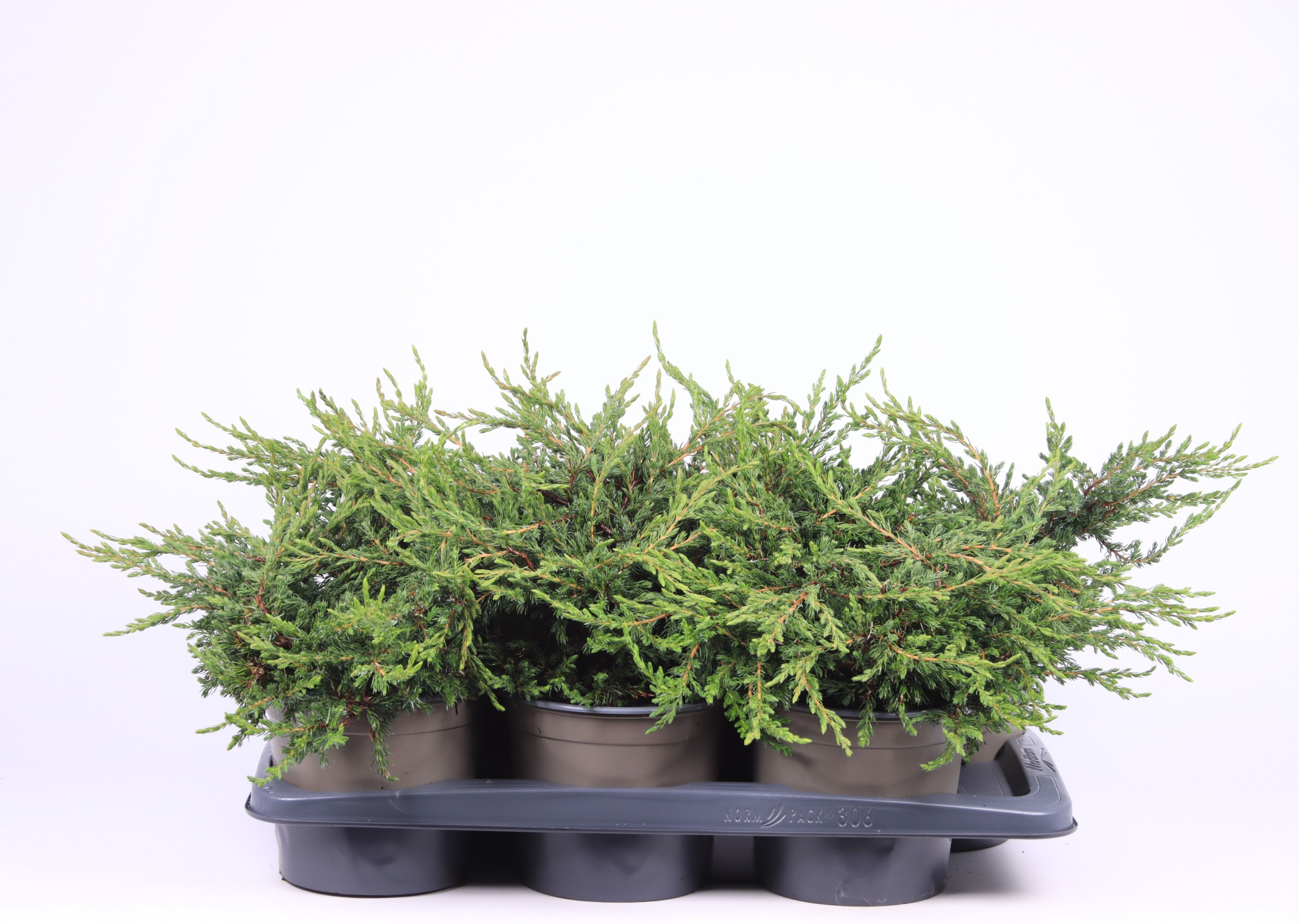 Juniperus communis 'Repanda', D 17