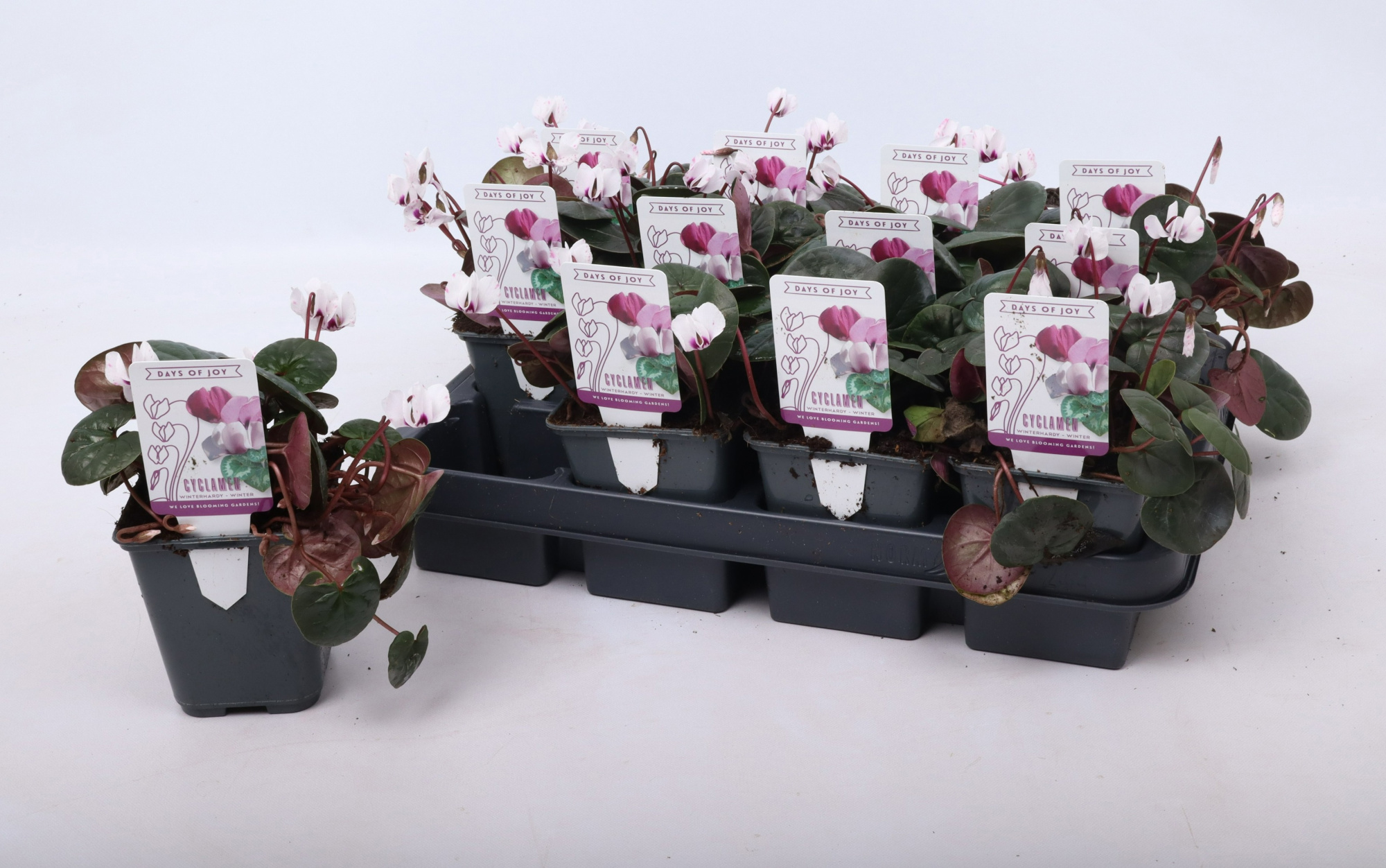 Cyclamen coum white 9 cm (bloeiend), D 9