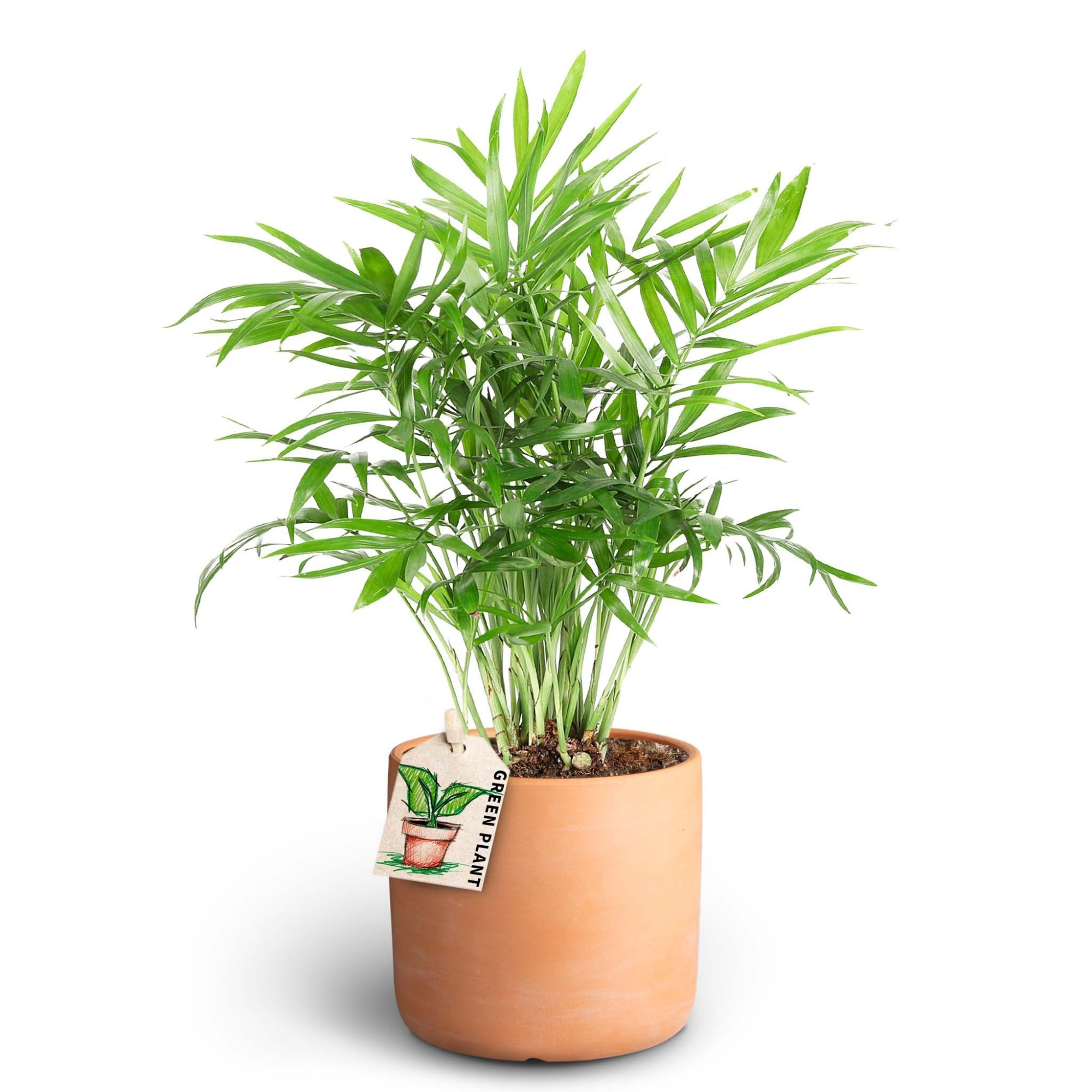 Raw Terracotta, Chamaedorea, D 10