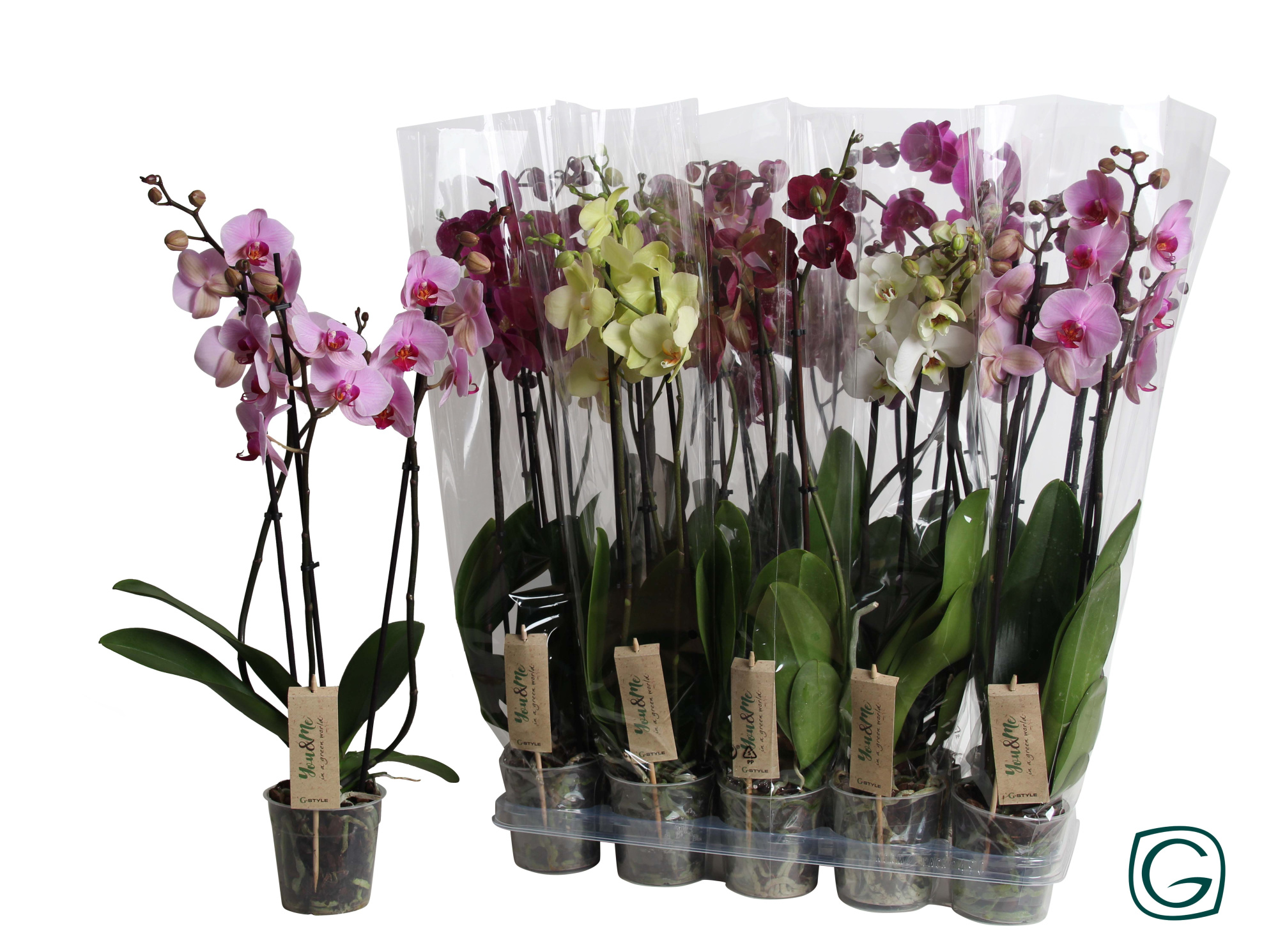 Phal. 3 tk mix 22+, D 12