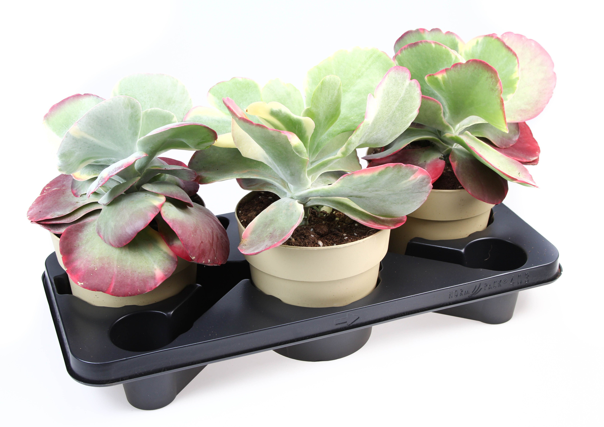 Kalanchoe Thyrsiflora red lips, D 17