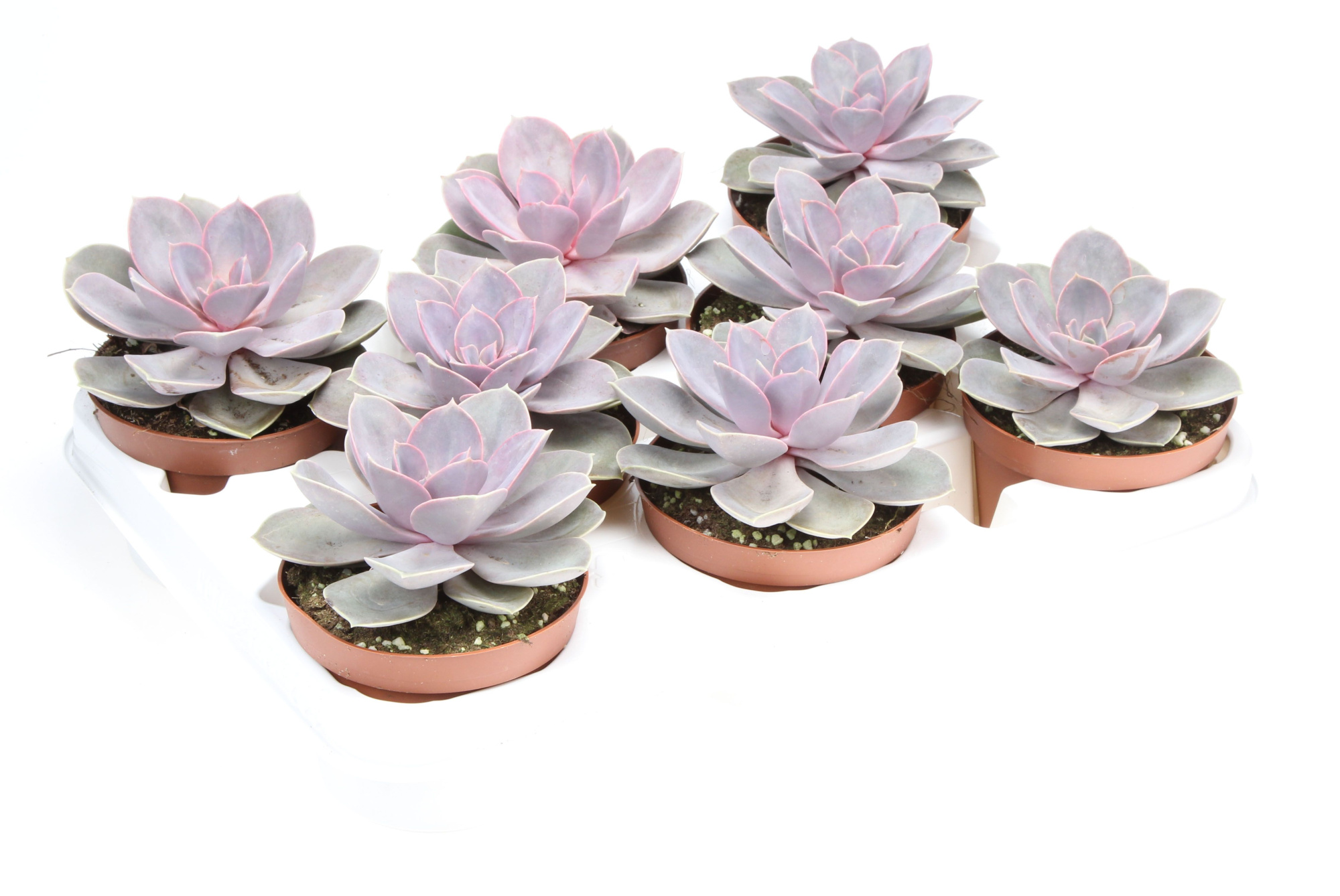 Echeveria Perle von Nurnberg, D 10,5