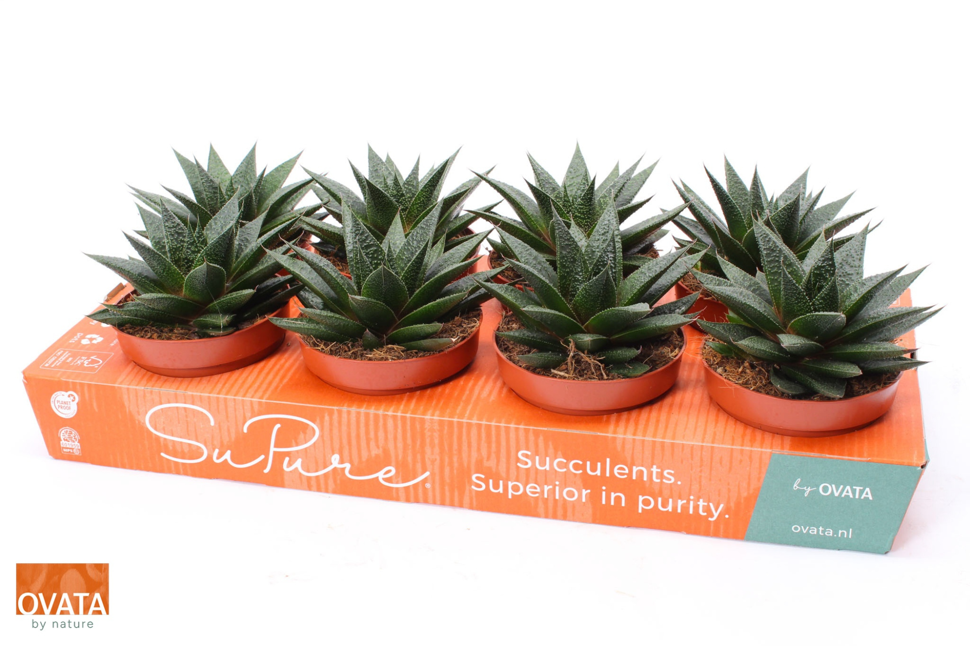 Gasteria noa 12, D 12