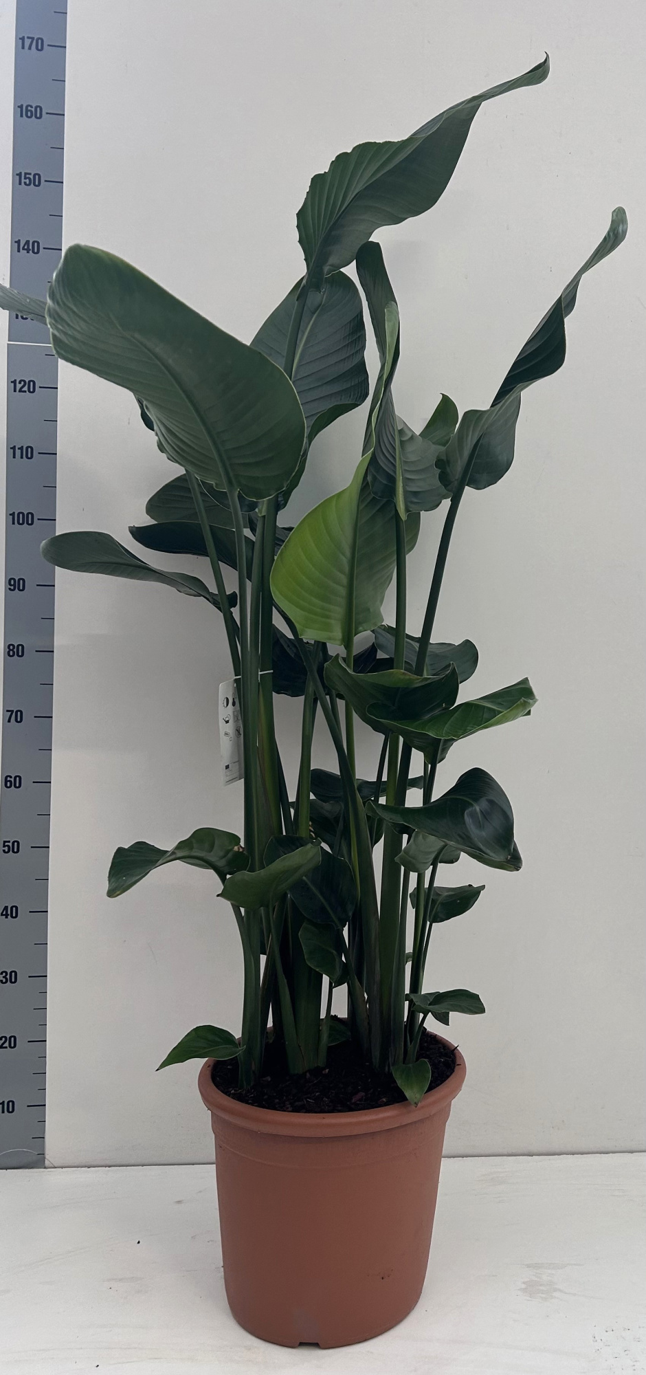 Strelitzia nicolai 30cm, 18,5 liter pot, D 30