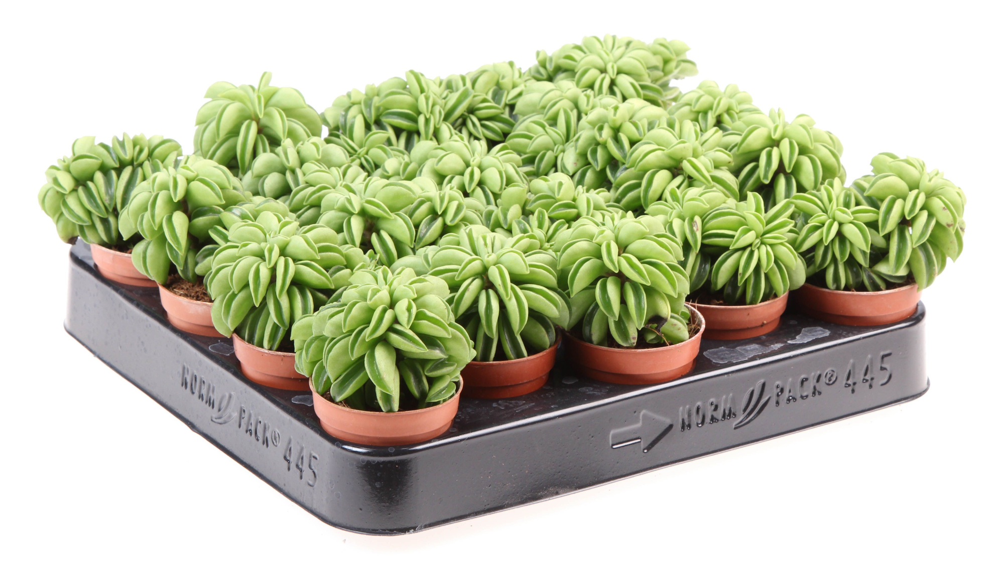 Peperomia Happy Bean, D 5,5