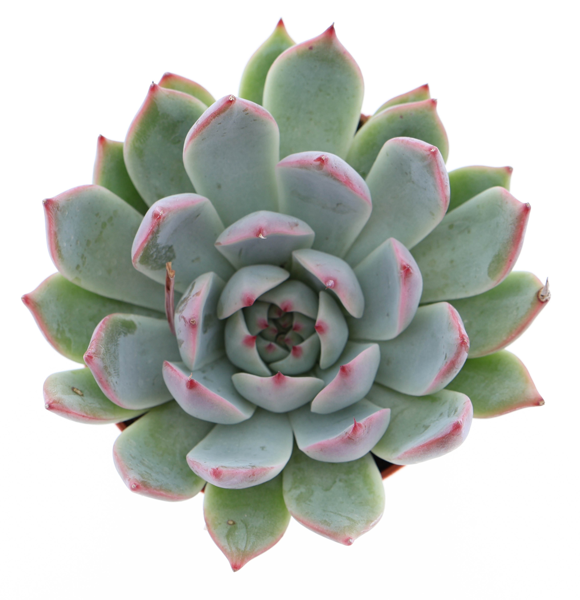 Echeveria chihuahuaensis, D 8,5