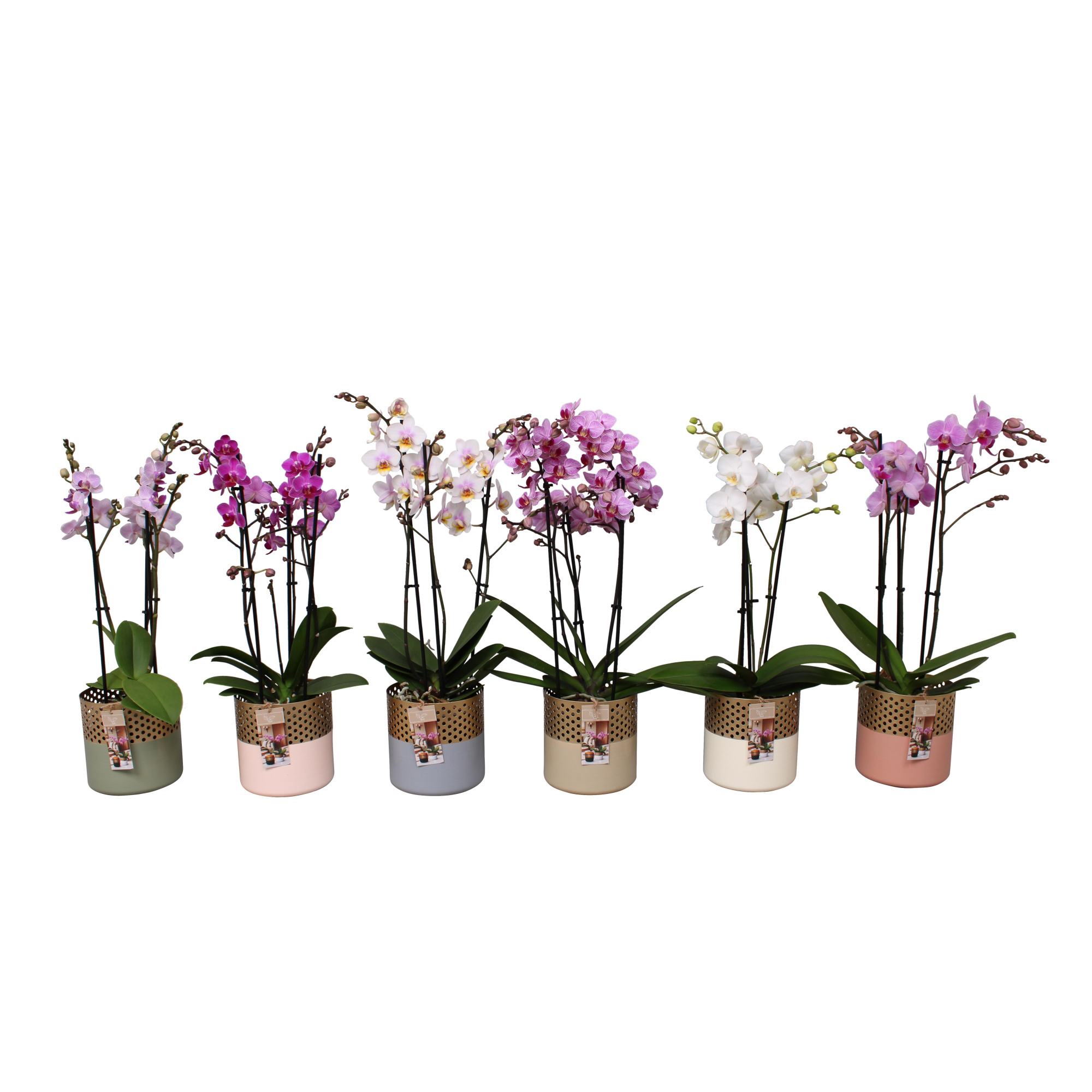Phal. Multiflora 3-tak mix in BGC012 Metal Candle light, D 12