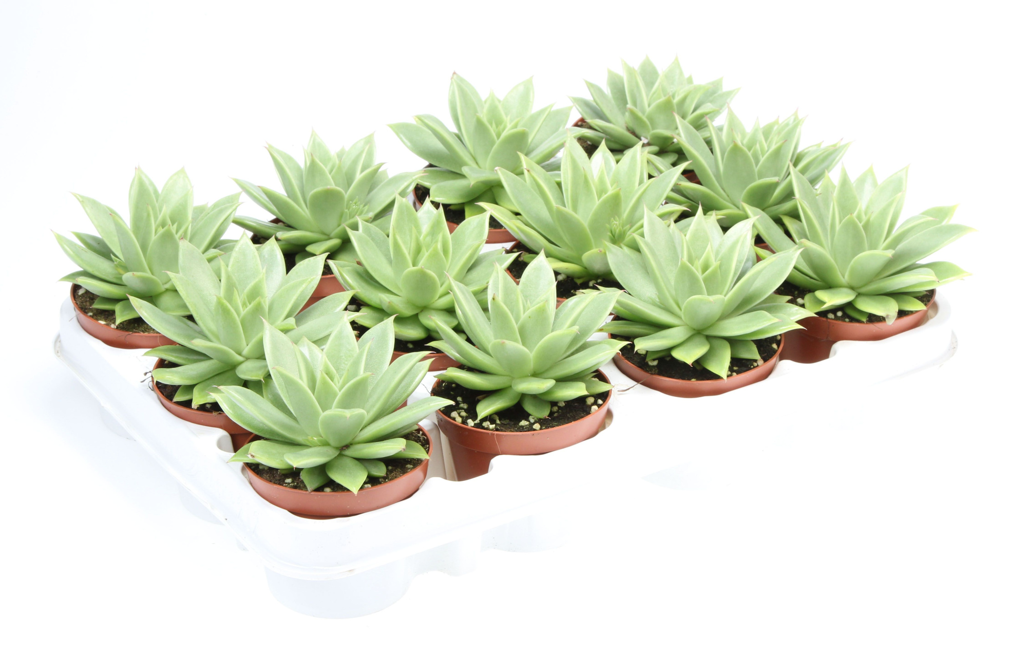 Echeveria roxana, D 8,5