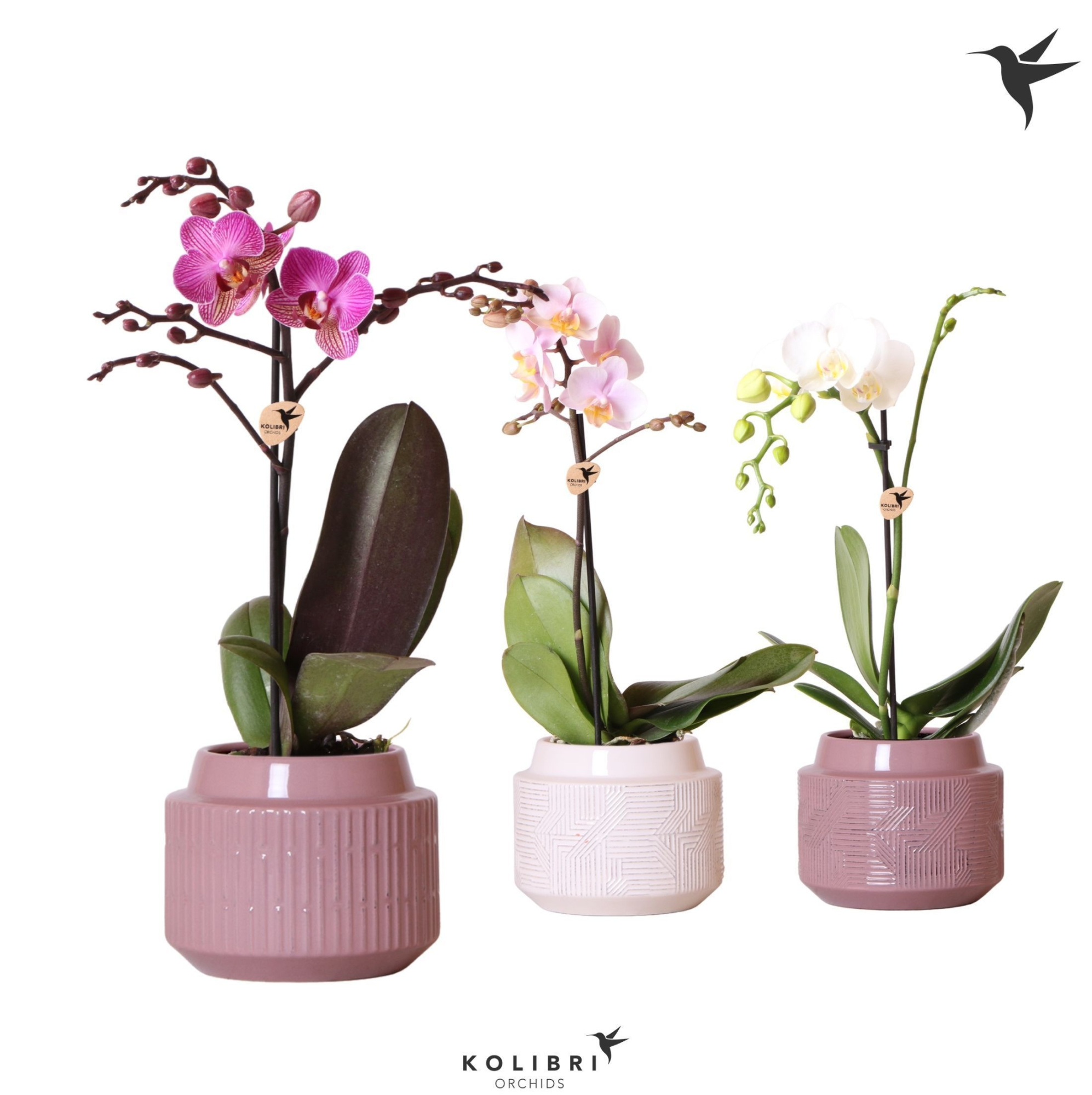 Kolibri Orchids Phalaenopsis Mix 1 spike in Maze white violet, D 9