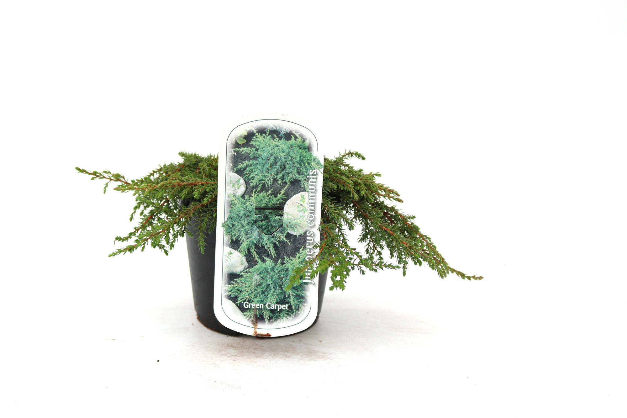 Juniperus communis 'Green Carpet', D 17