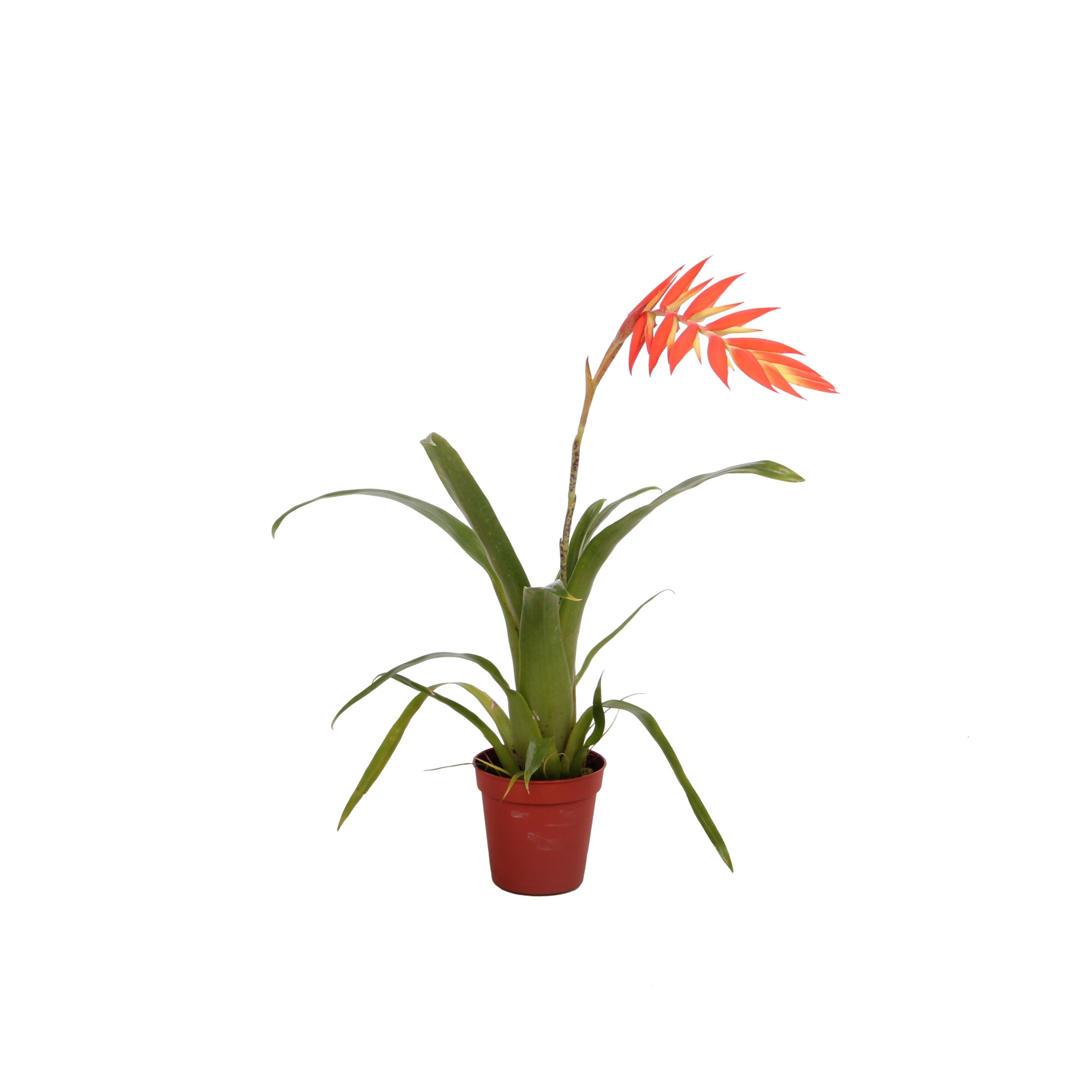 Tillandsia Dyeriana, D 9