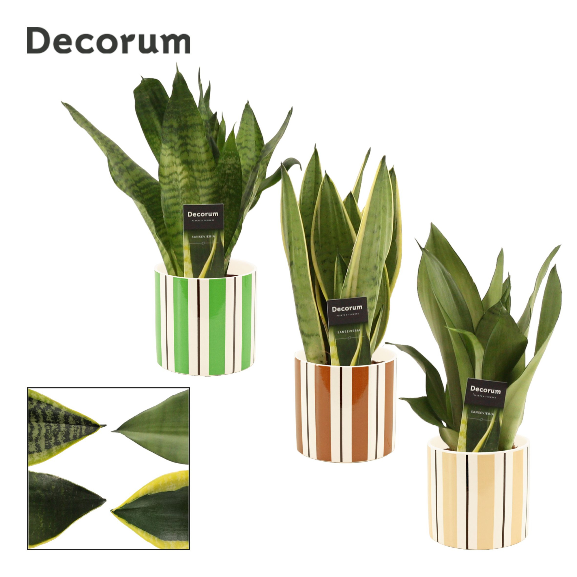 Sansevieria Super Mix 12 cm in Beau (Natural bubble-collection), D 12