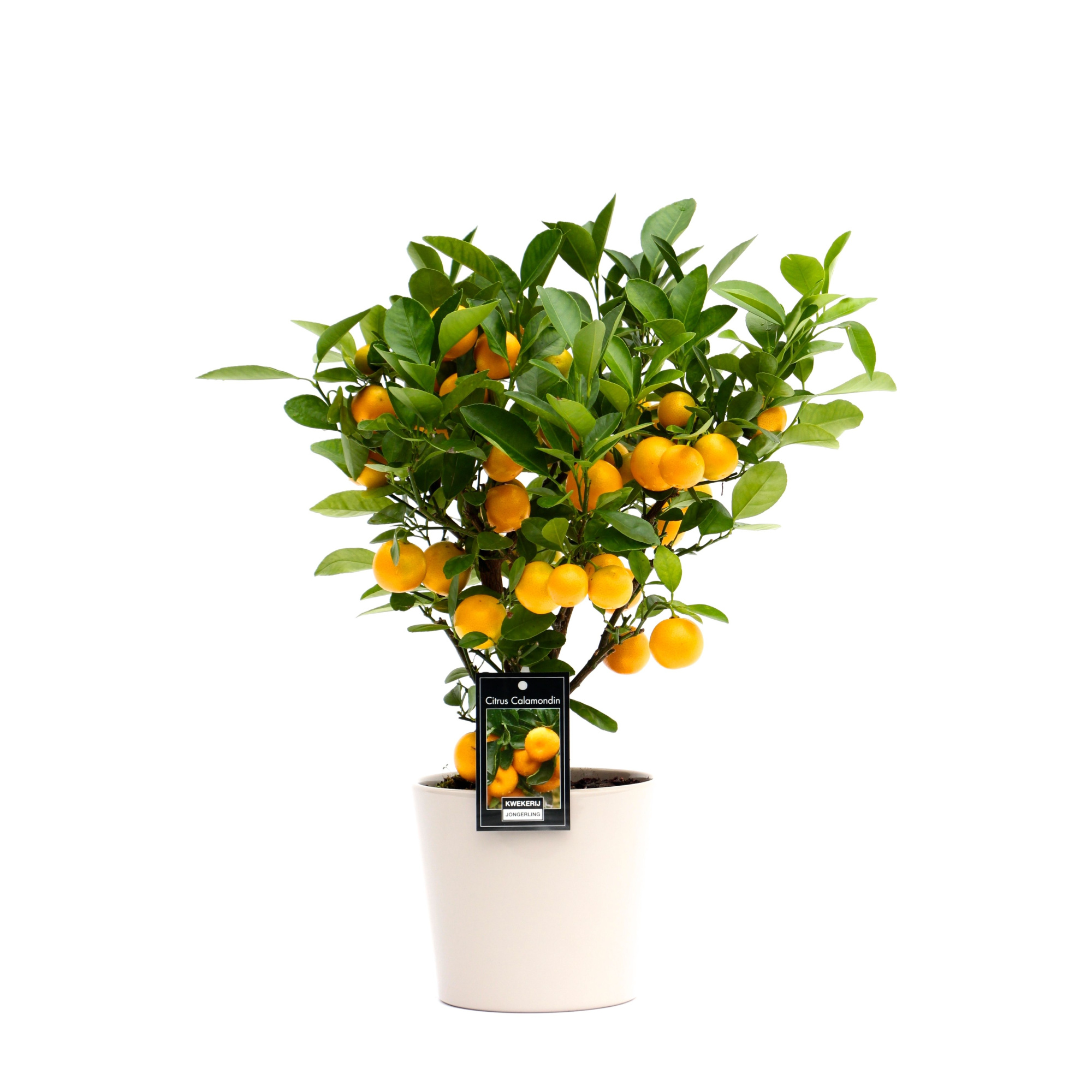 Calamondin in Keramiek Roma grijs, D 16