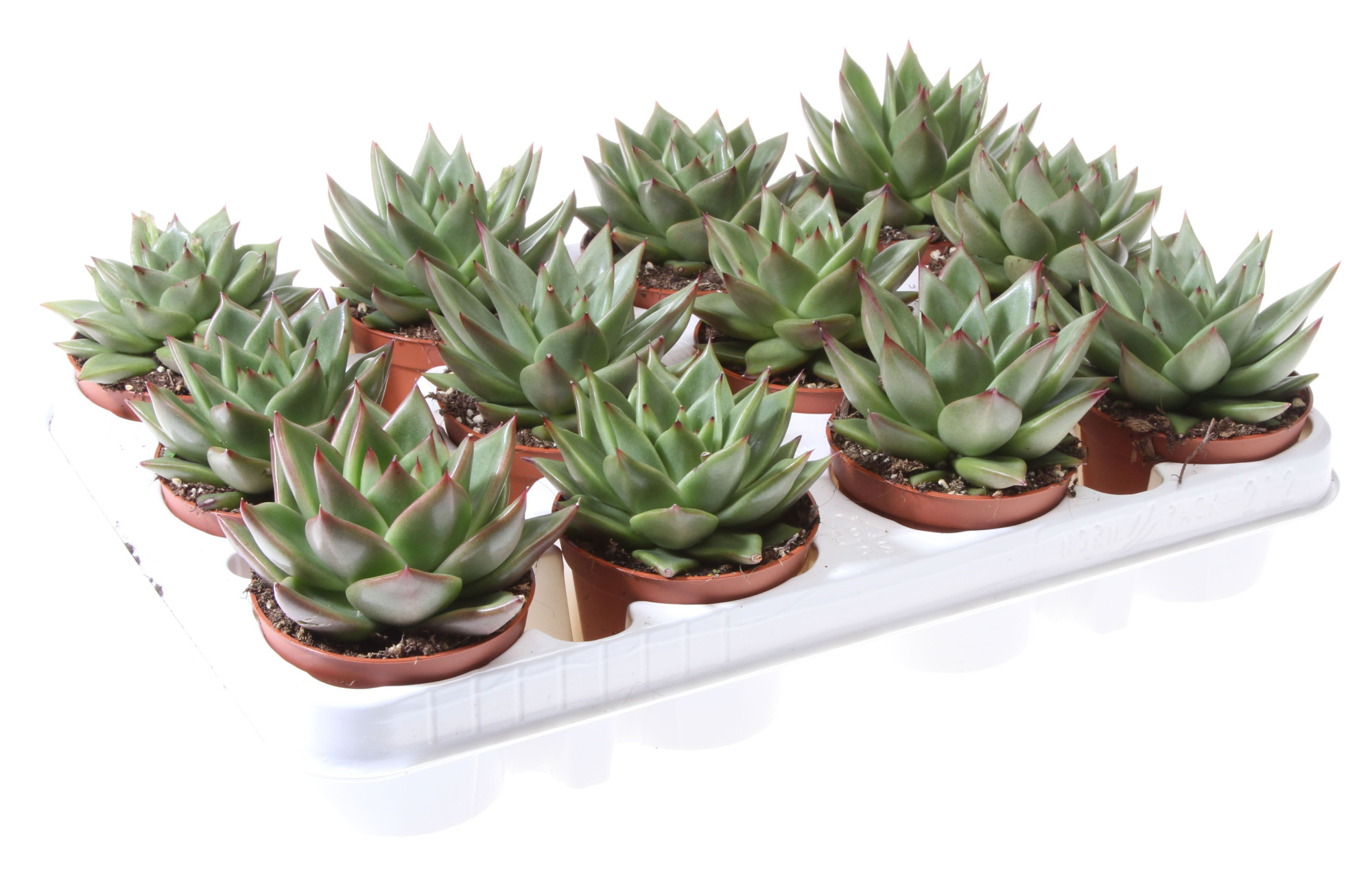 Echeveria agavoides, D 8,5