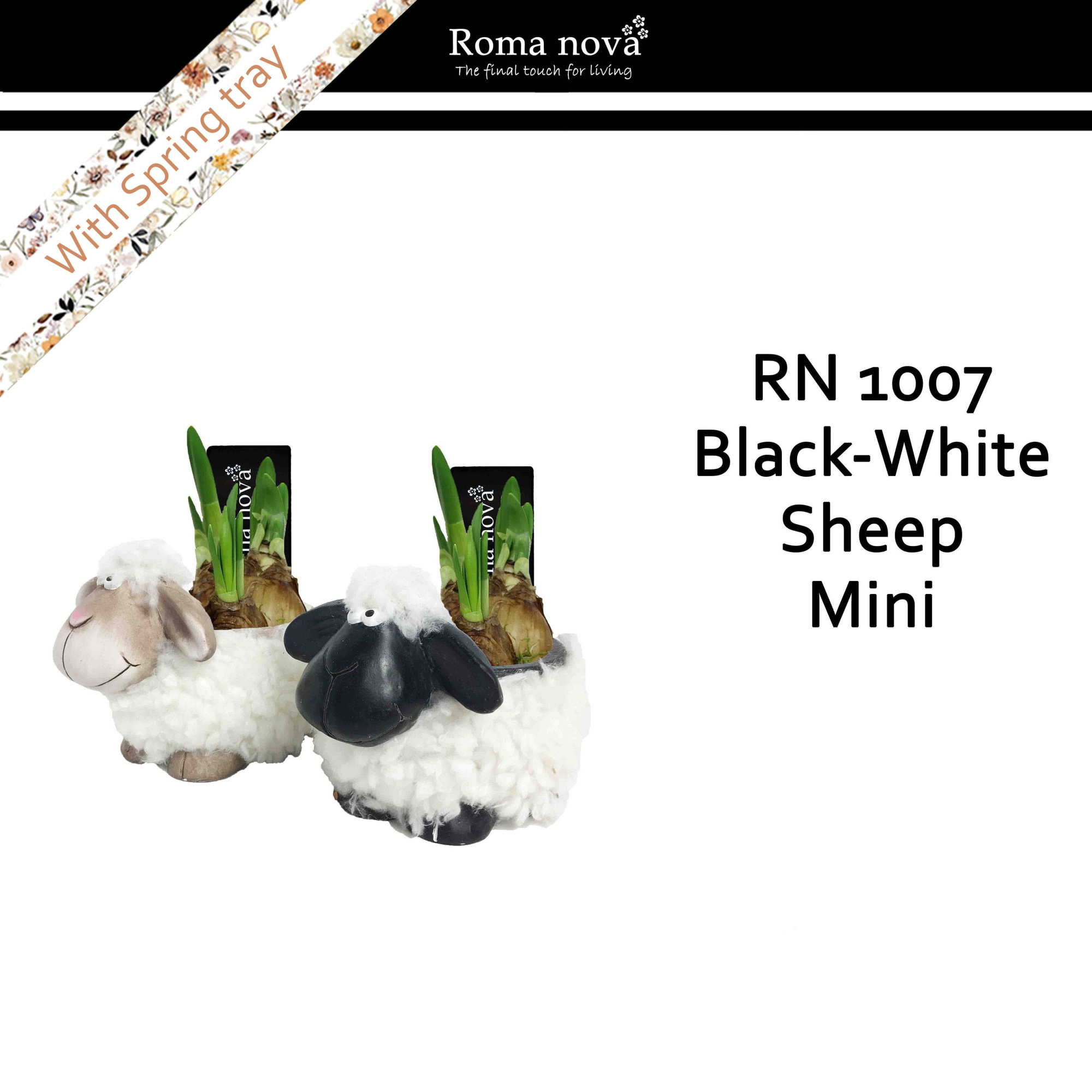 1007 - Black white sheep mini (Tete a Tete), D 12
