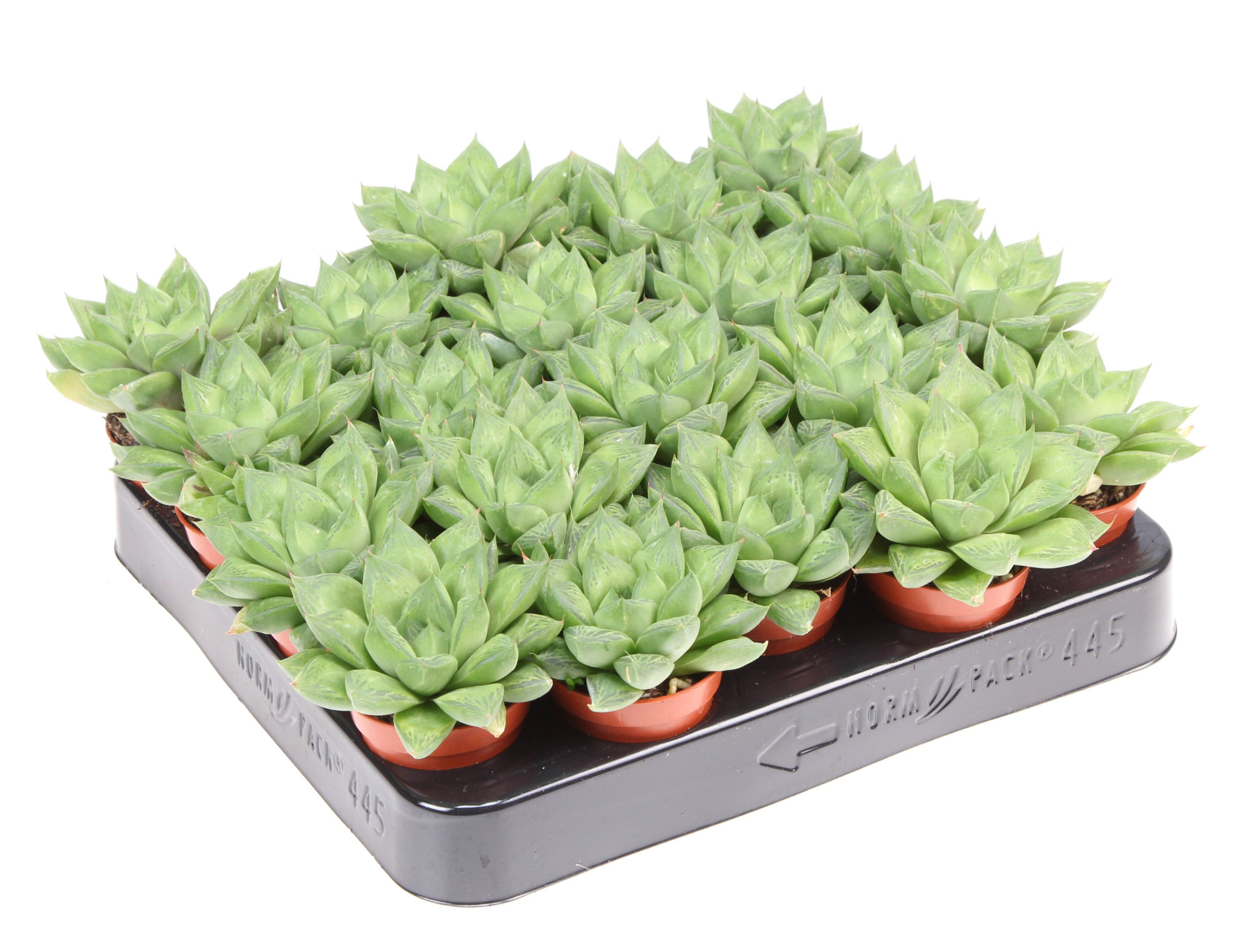 Haworthia cooperi, D 5,5