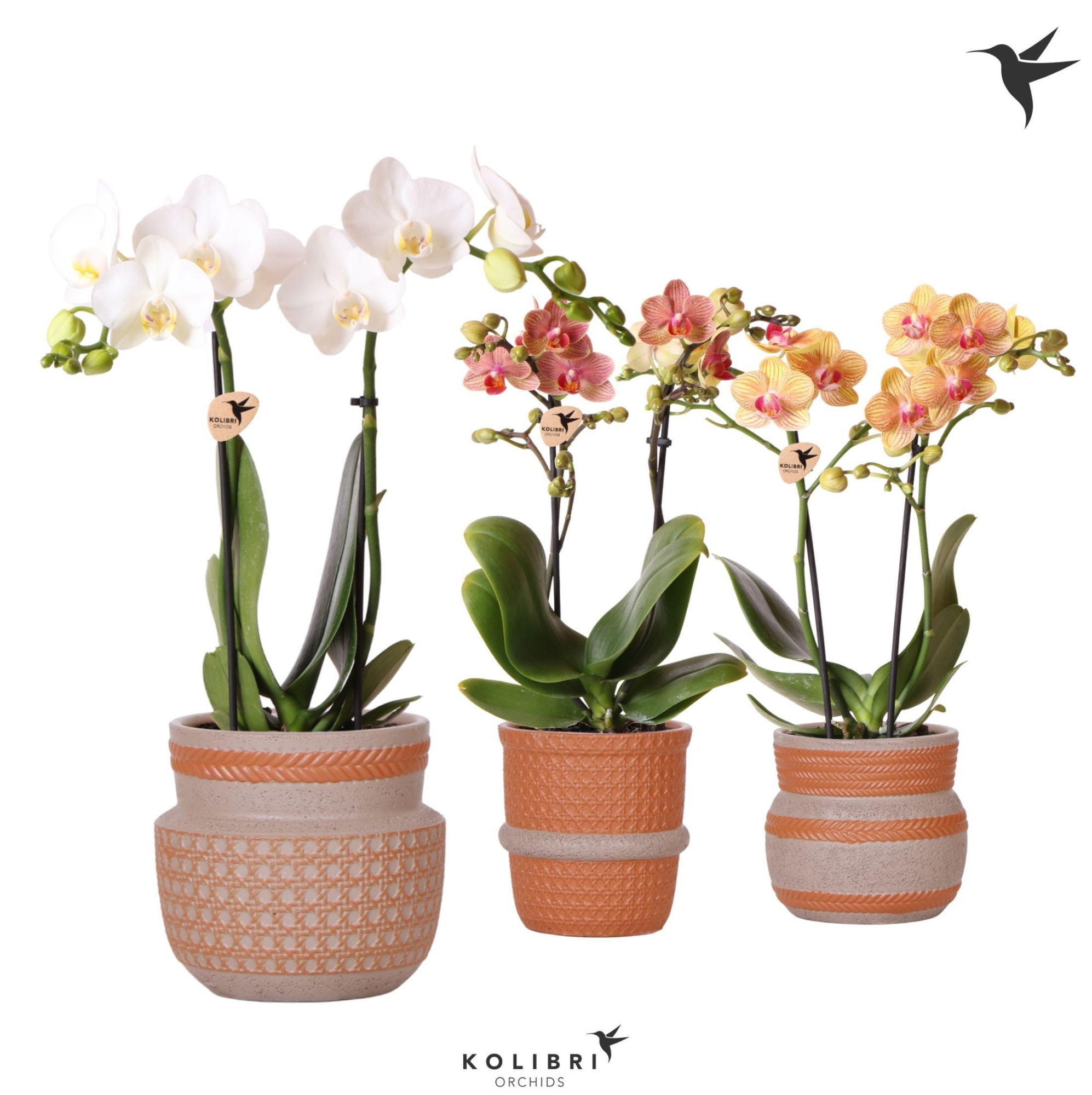 Kolibri Orchids Phalaenopsis mix 2 spike in Ethnic terracotta, D 9