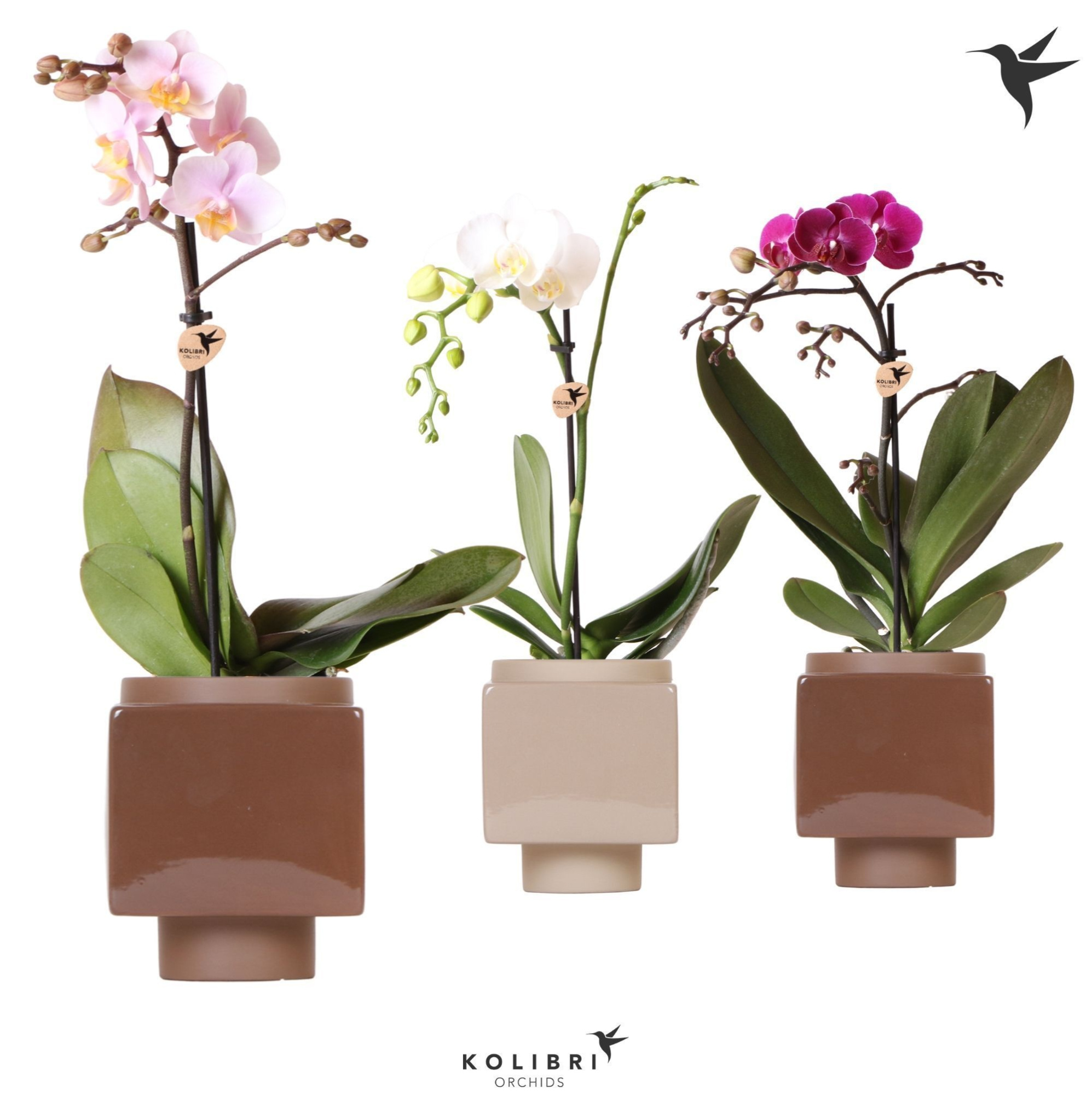 Kolibri Orchids Phalaenopsis Mix 1 spike in Cube Brown pot, D 9