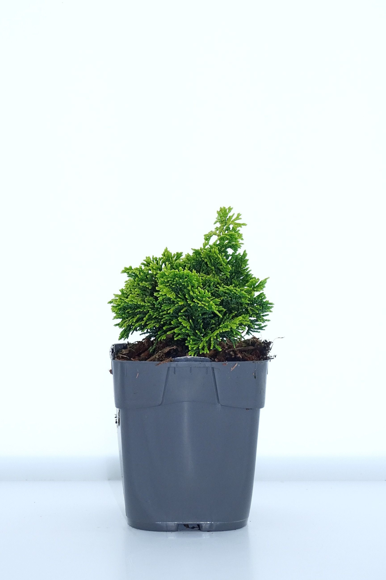 Chamaecyparis obtusa 'Aurora', D 12