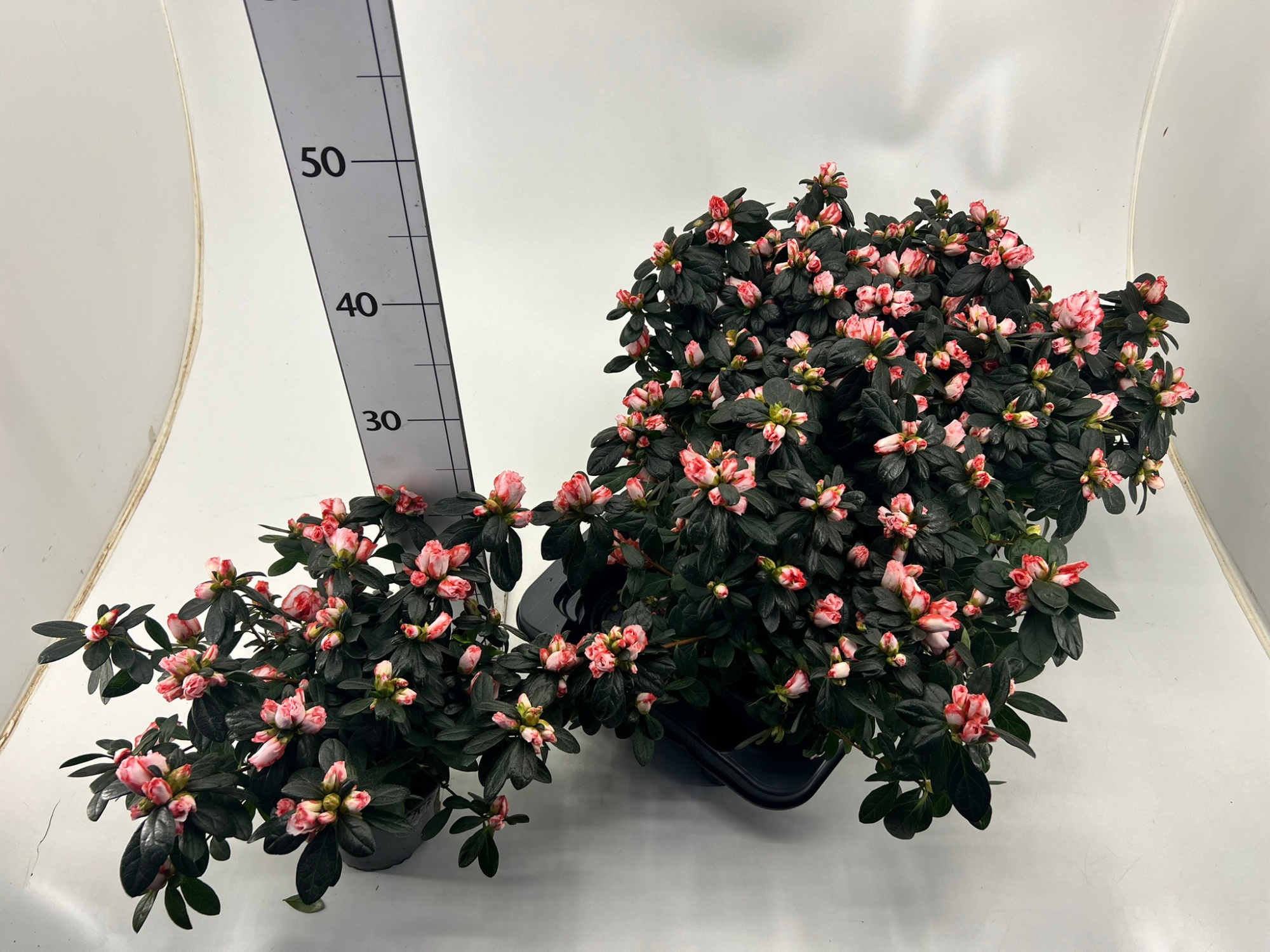 Rhododendron simsii T13 red/white, D 13